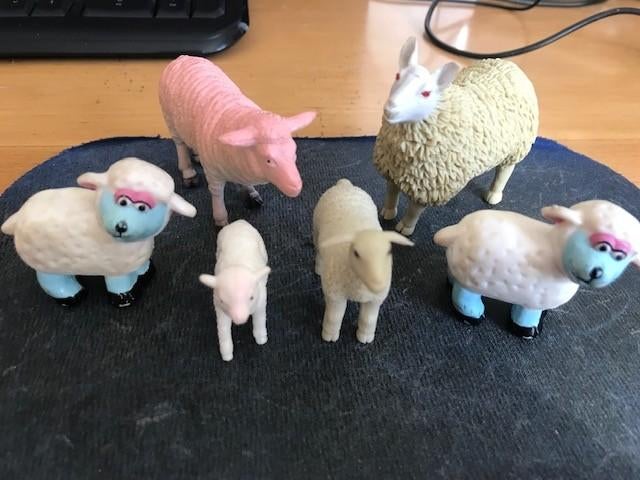 schapen, Ophalen, Nieuw