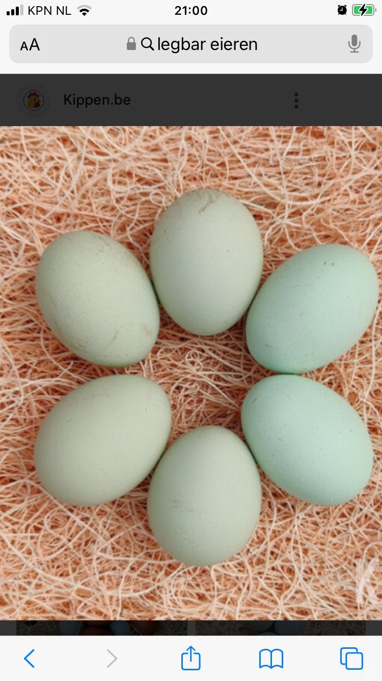 Legbar ,Araucana, Marans, Italienner, zilverhals, Dieren en Toebehoren, Pluimvee, Vrouwelijk, Kip