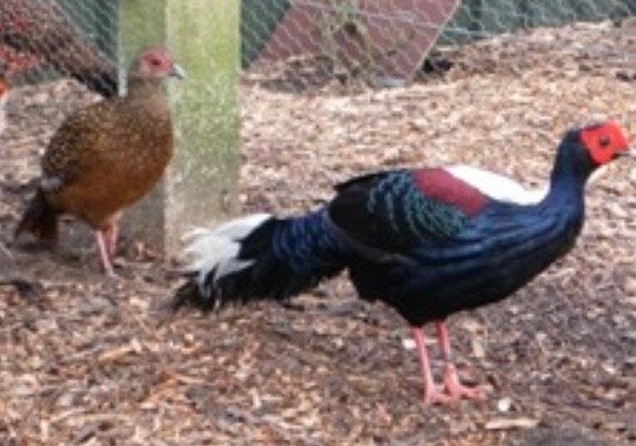 Swinhoe fazant  1-1, Meerdere dieren, Kip