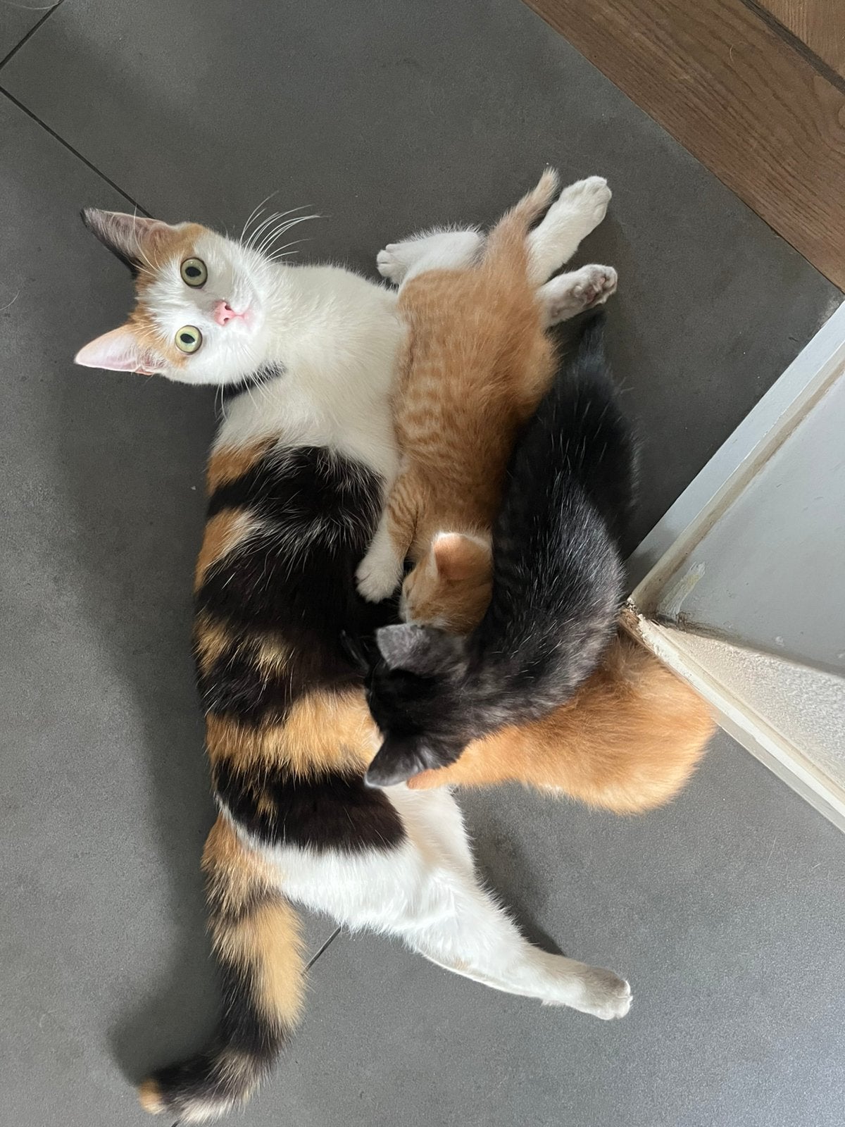 Kittens, Dieren en Toebehoren, Katten en Kittens | Overige Katten, Meerdere dieren, Kortharig