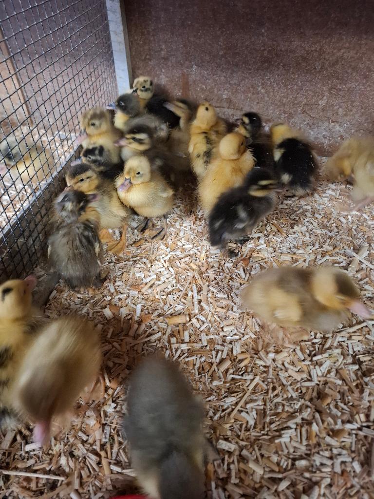 Jonge loopeendenkuikens, Meerdere dieren, Eend