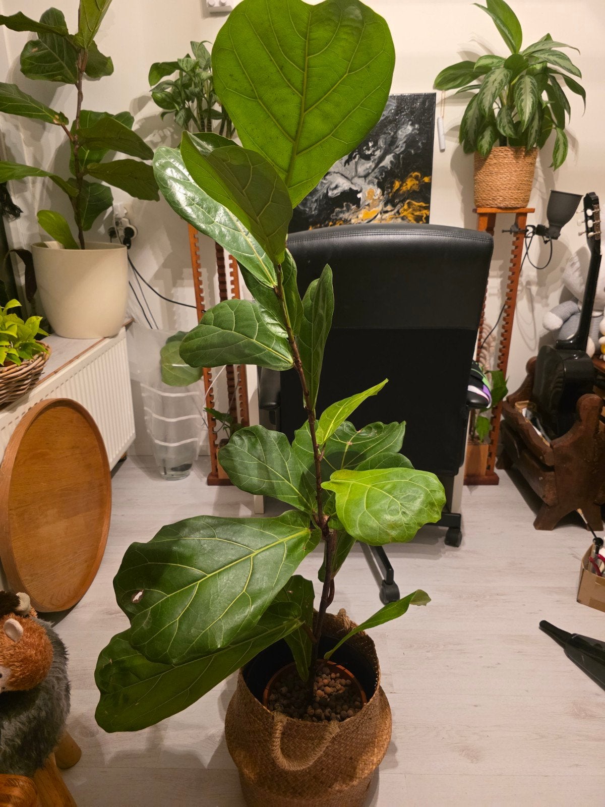Ficus lyrata, Ophalen, Halfschaduw, Minder dan 100 cm