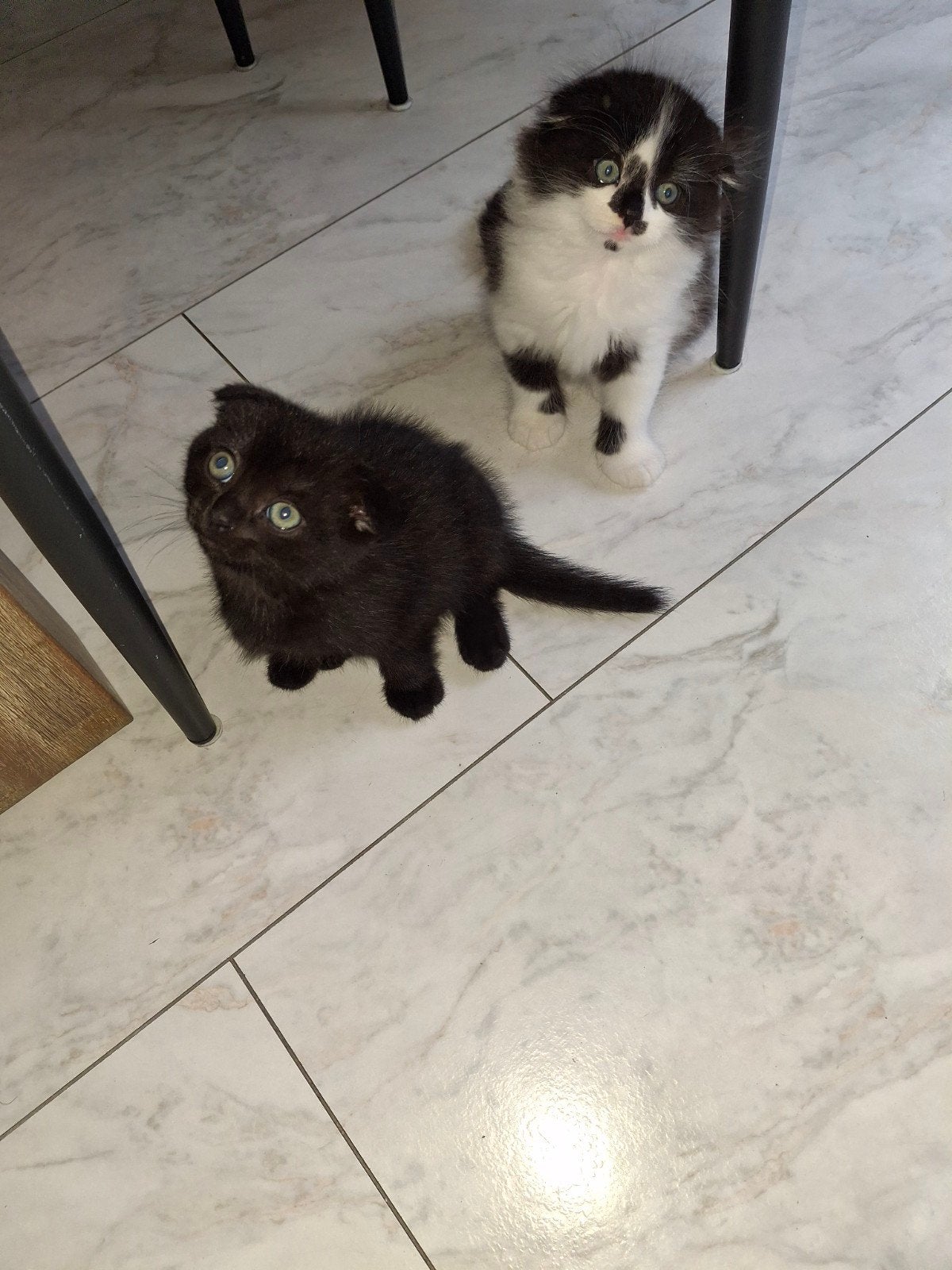 kruising Europees korthaar kittens, Dieren en Toebehoren, Kater, Ontwormd