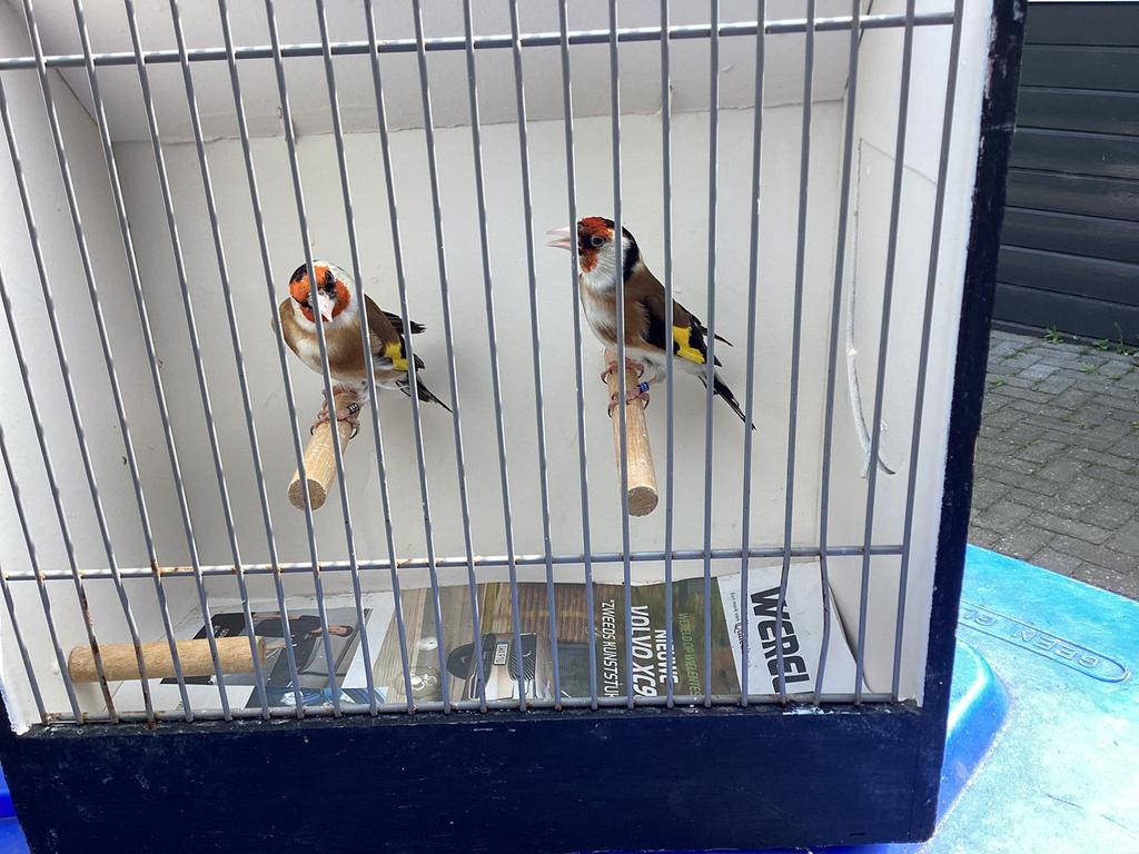 Major putter mannen, Mannelijk, Wildzangvogel, Geringd