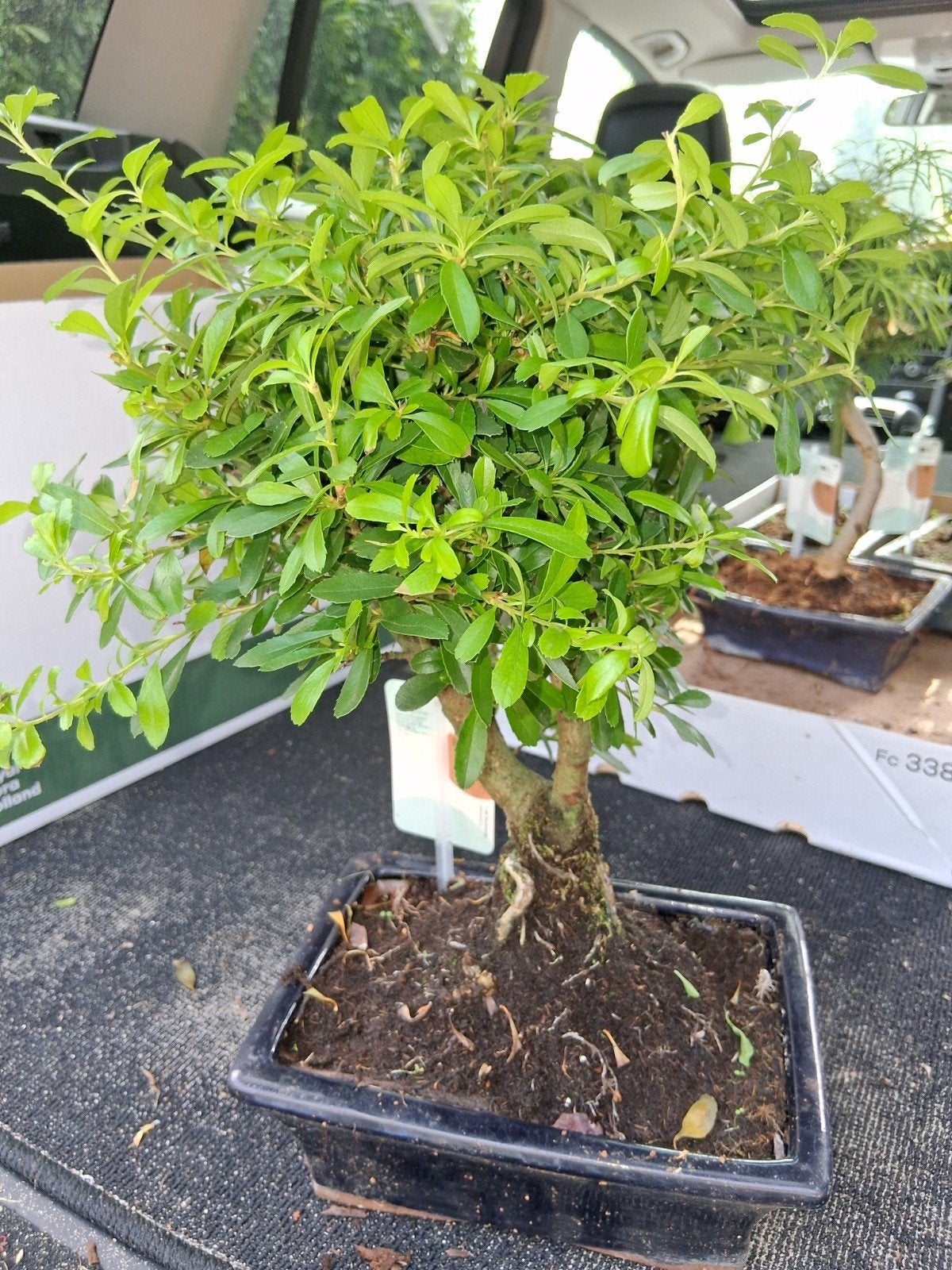 Vuur doorn bonsai, Ophalen, Bloeit niet, Halfschaduw, Overige soorten