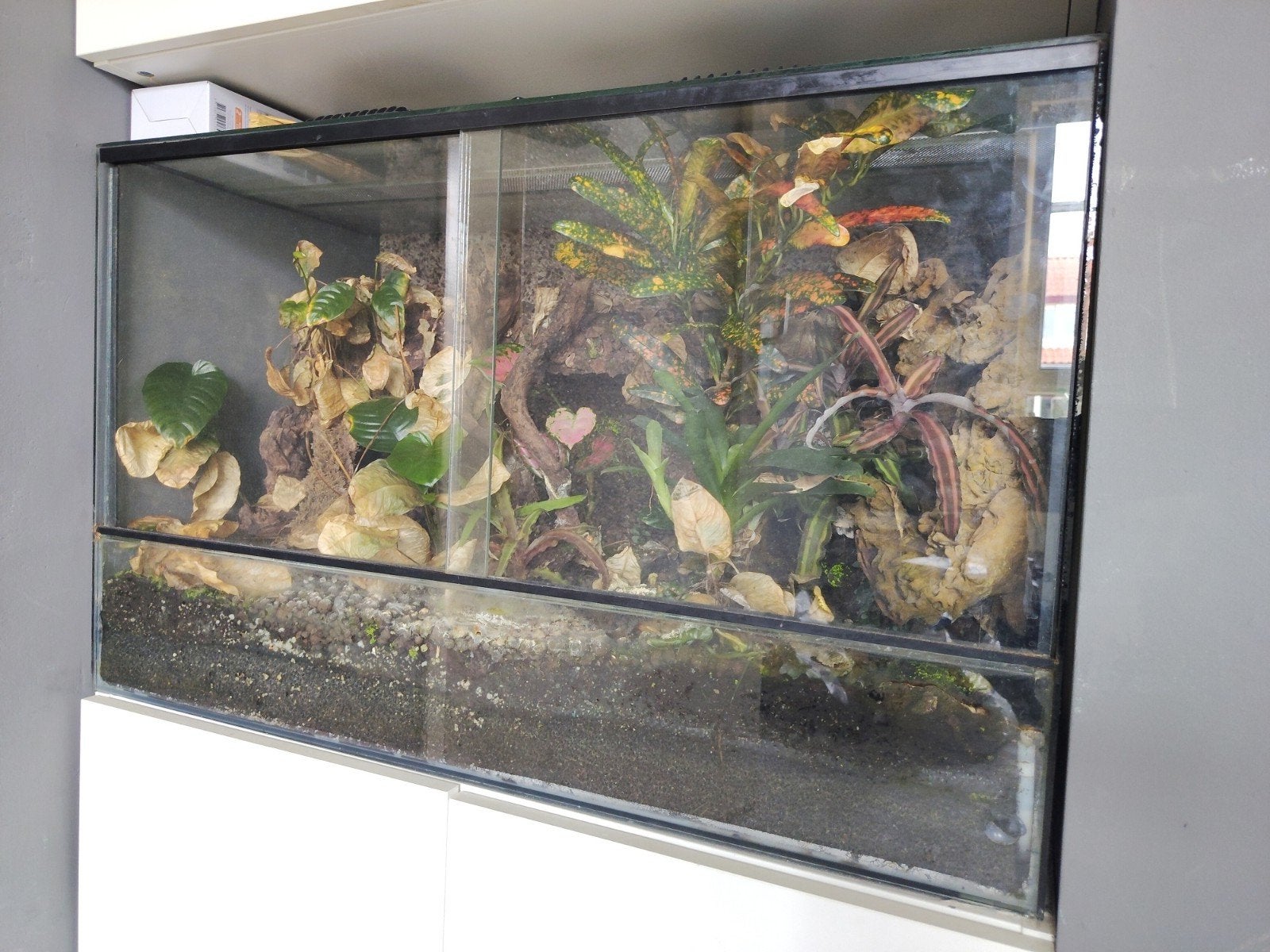 Verwaarloosd vivarium, Ophalen