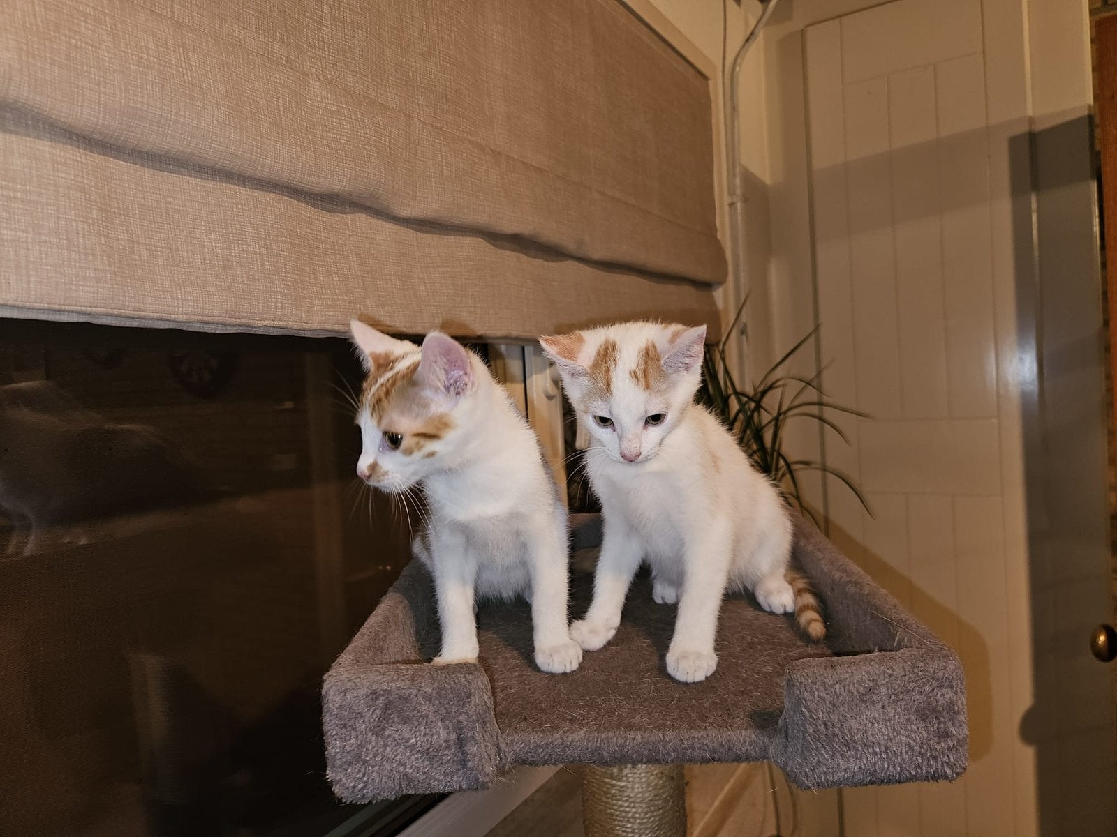 Gratis kittens