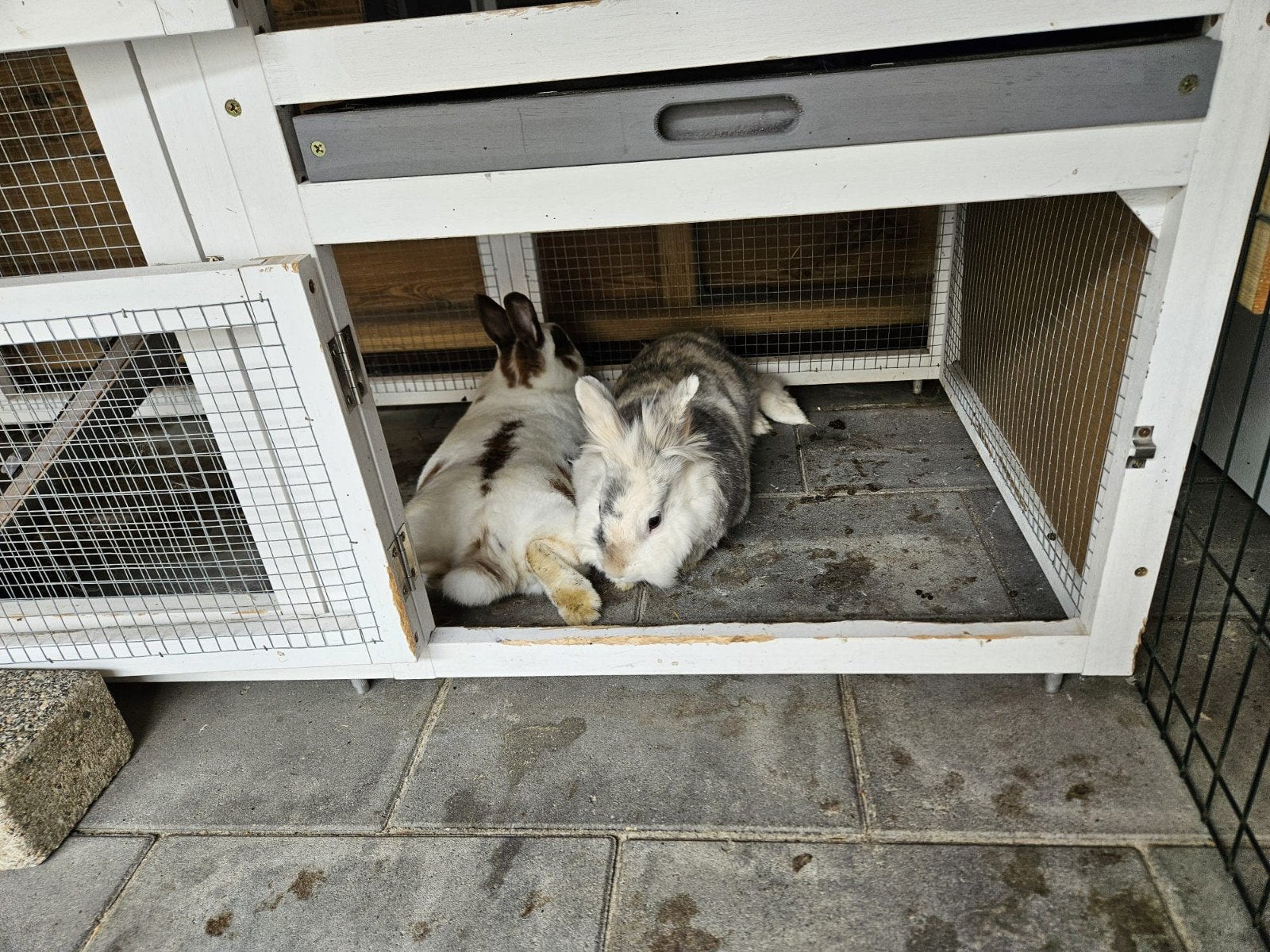 2 lieve konijnen te koop. Inclusief hok + toebehoren., Ophalen, 110 cm of meer, Zo goed als nieuw, 90 cm of meer