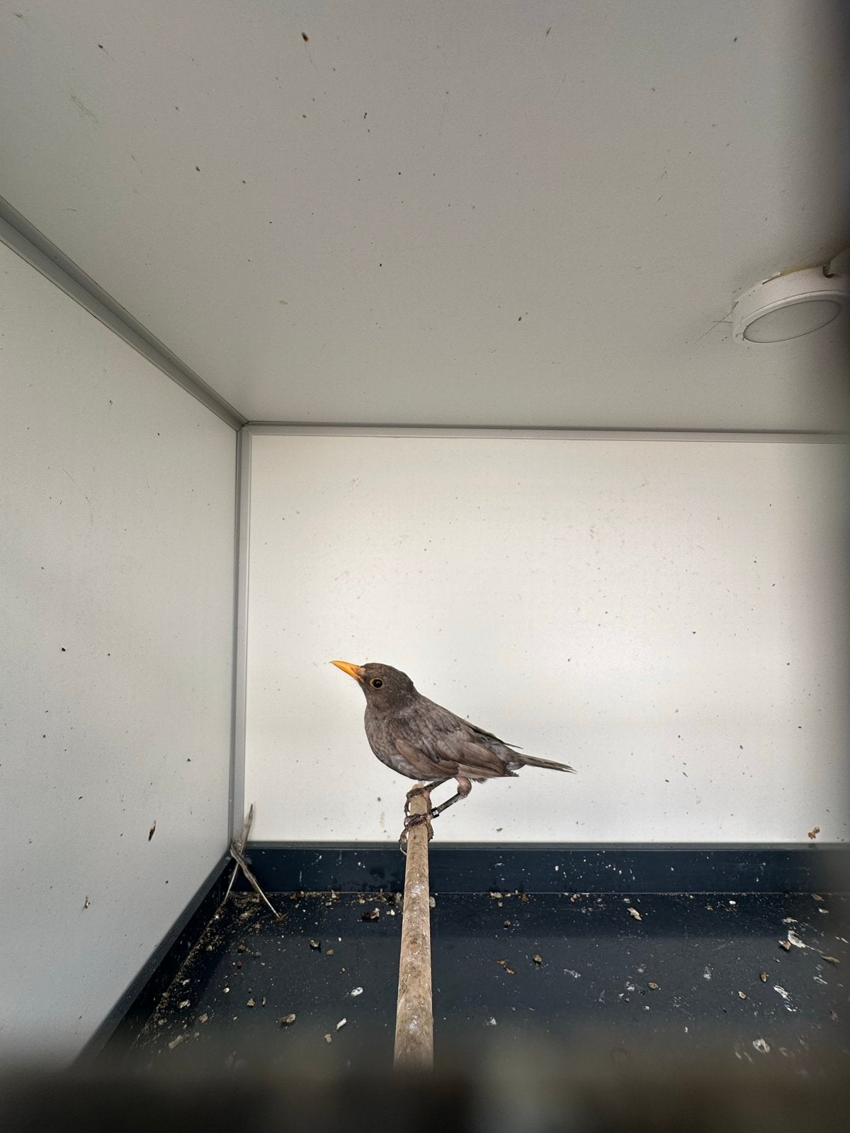 Merel, Dieren en Toebehoren, Vogels | Overige Vogels, Meerdere dieren
