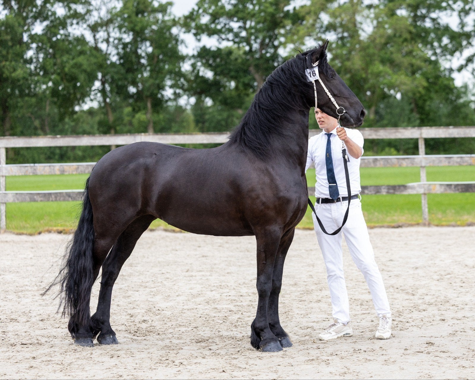 4 jarige friese stermerrie, Dieren en Toebehoren, Merrie, Recreatiepaard
