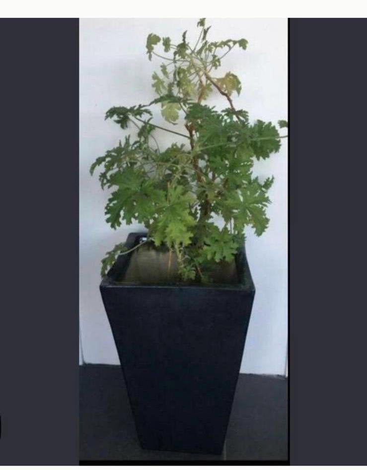 Grote jaren’60 terracotta vintage bloempot cascade, Ophalen, Rond, Binnen, Minder dan 40 cm