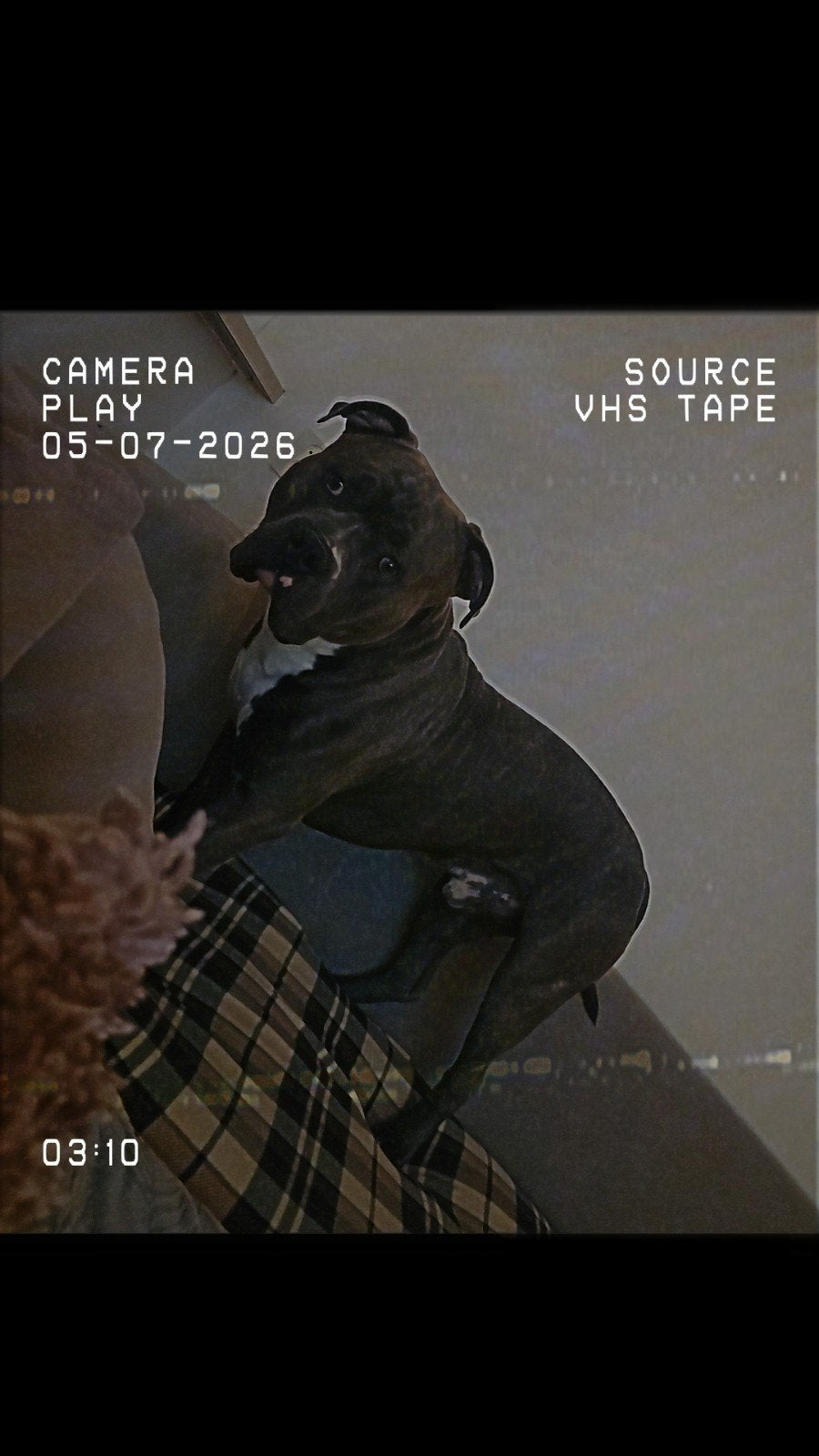 Bully XL, Dieren en Toebehoren, 1 tot 2 jaar, Eén hond, Nederland, Particulier
