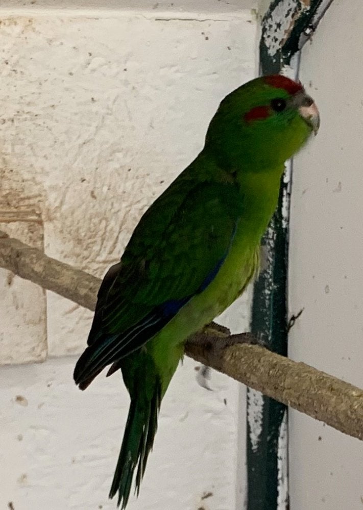 Kakariki, Meerdere dieren, Parkiet, Geringd