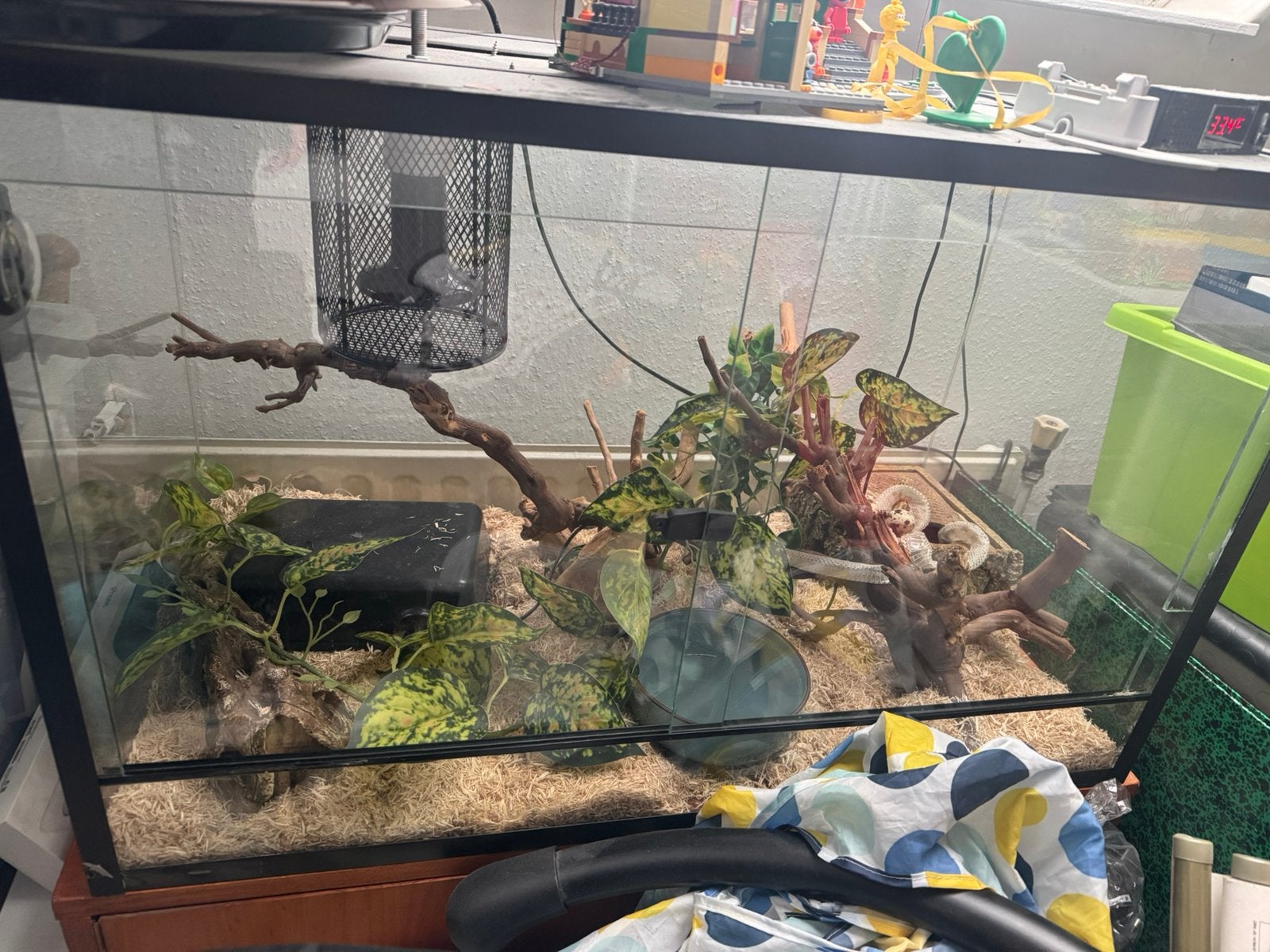 Terrarium 80 40 50, Ophalen, Gebruikt, Terrarium of Paludarium