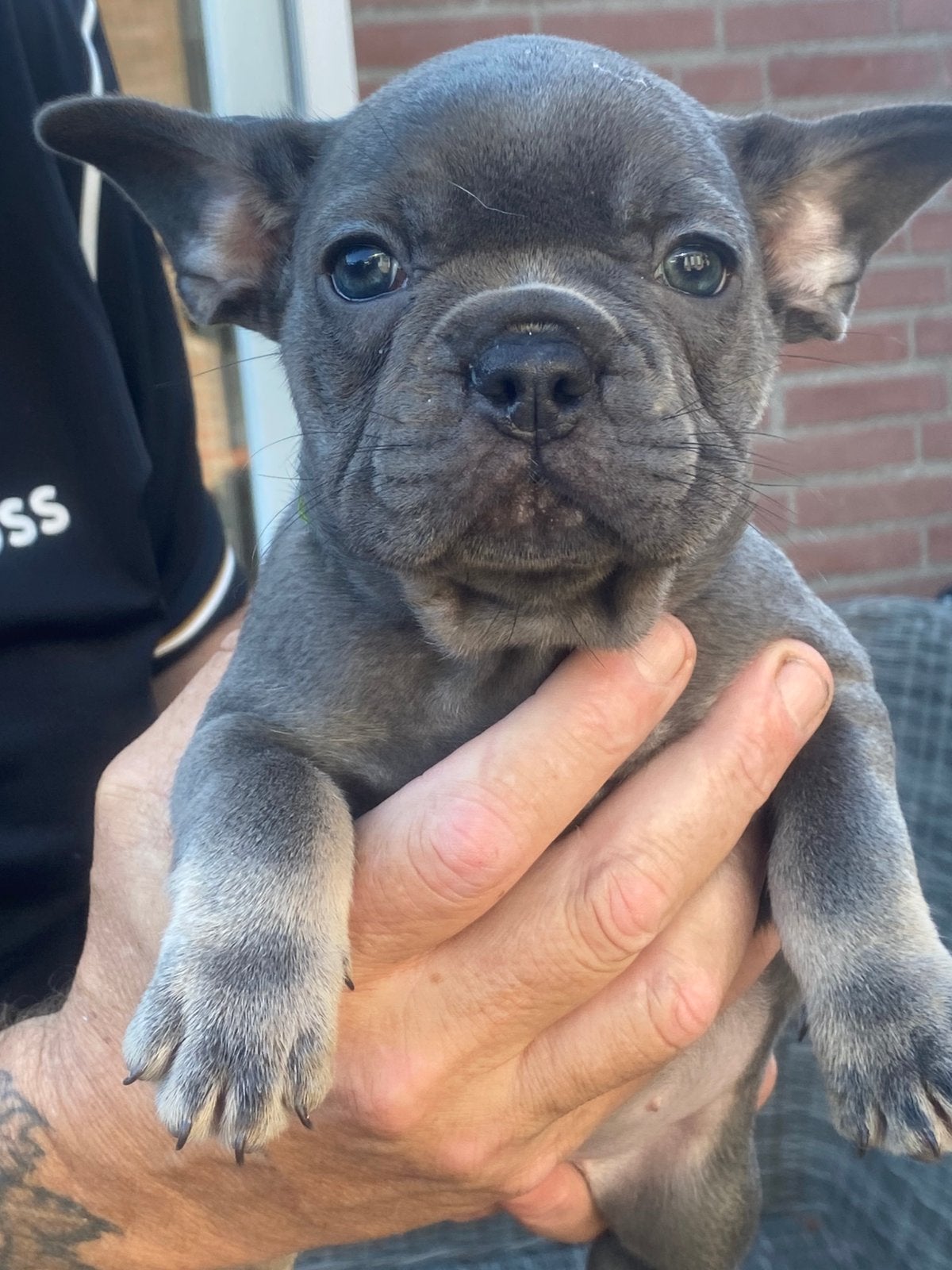 Franse bulldog, Parvo, 8 tot 15 weken, Teef, Bulldog