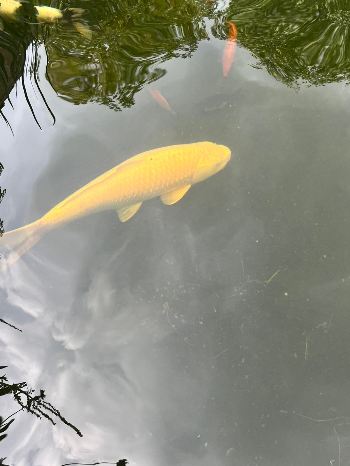 Karashigoi 65cm female, Dieren en Toebehoren, Karper of Koi