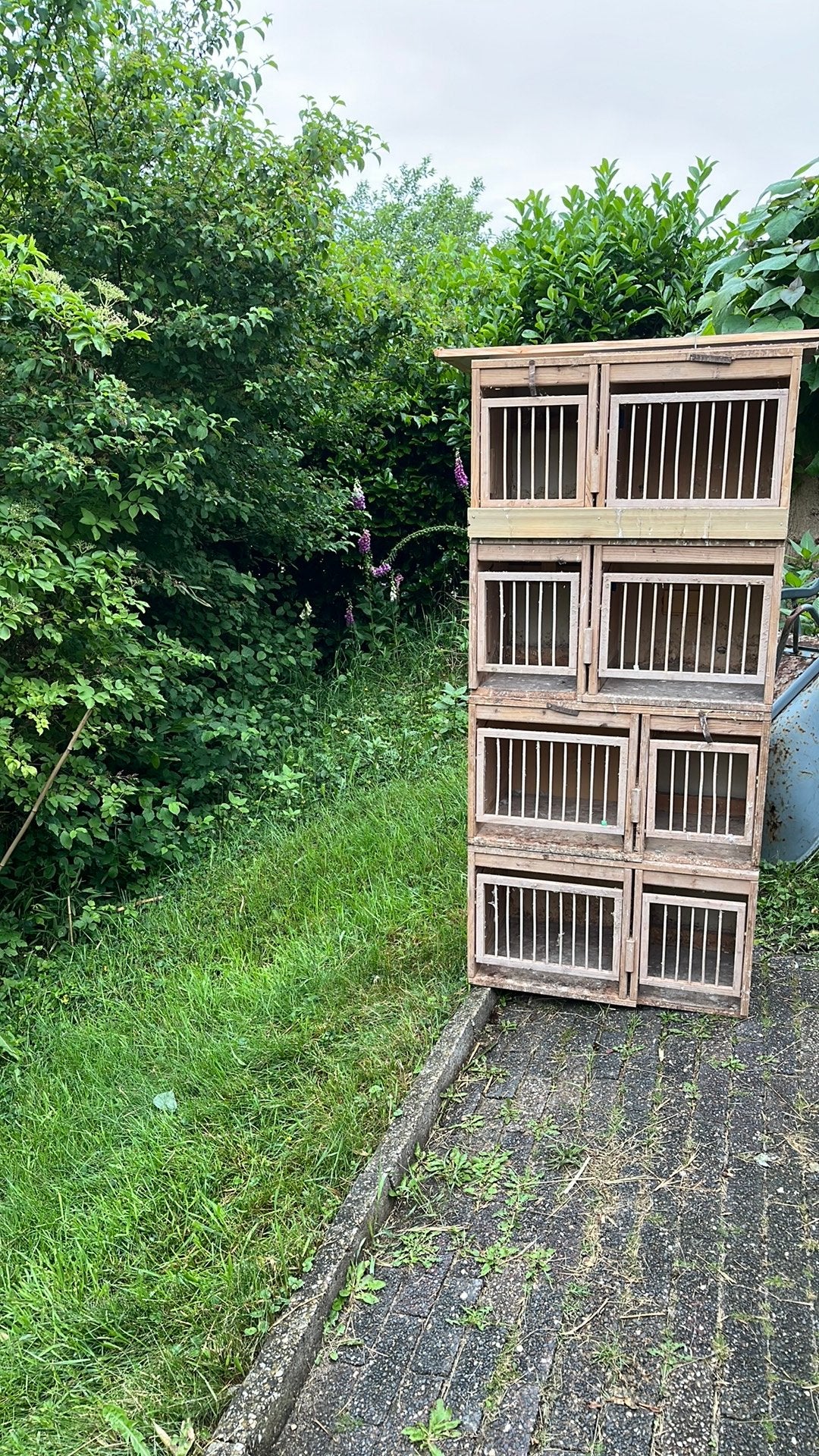 Broedhokken, Dieren en Toebehoren, Vogels | Duiven, Overige soorten