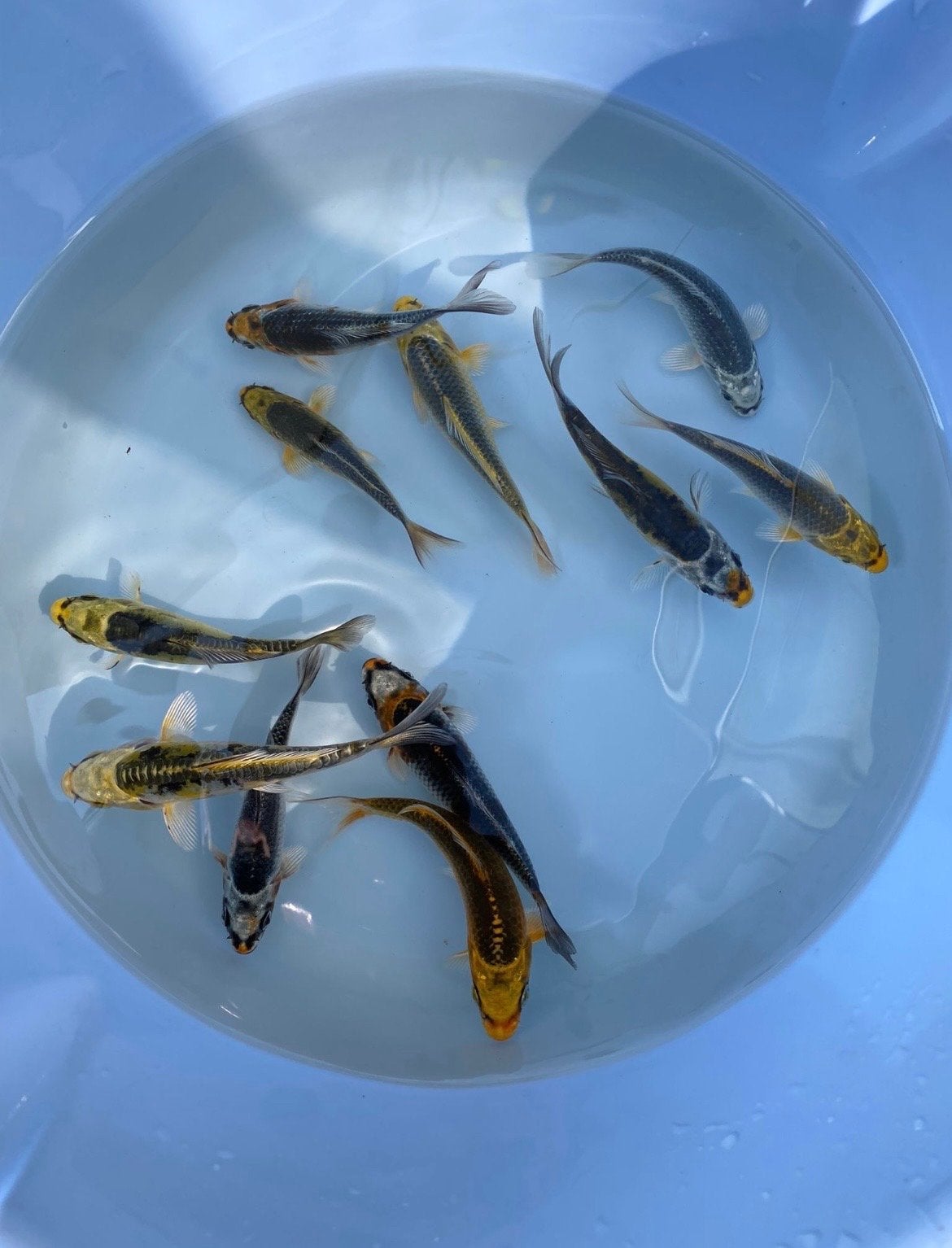 Koi karpers, Karper of Koi