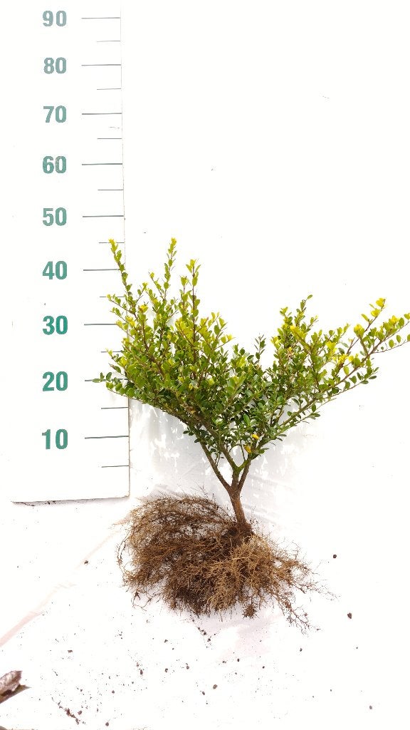 Vanaf 1/10 - Ilex Green Hedge Groene Hulst, Tuin en Terras, Ophalen, Hulst, Haag, Minder dan 100 cm