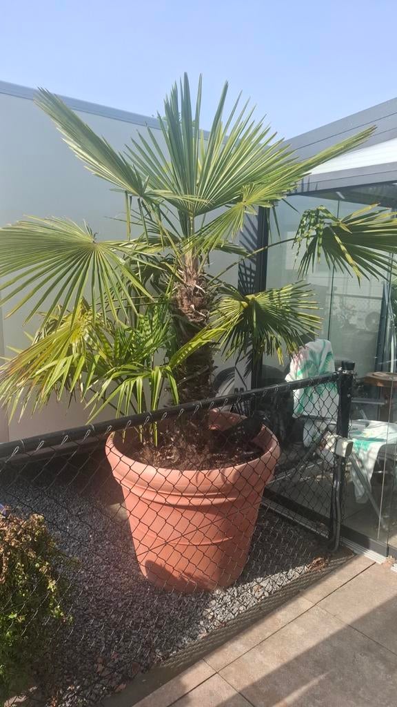 Palmboom in pot, Tuin en Terras, Planten | Bomen, Ophalen of Verzenden, 100 tot 250 cm, Zomer, Palmboom