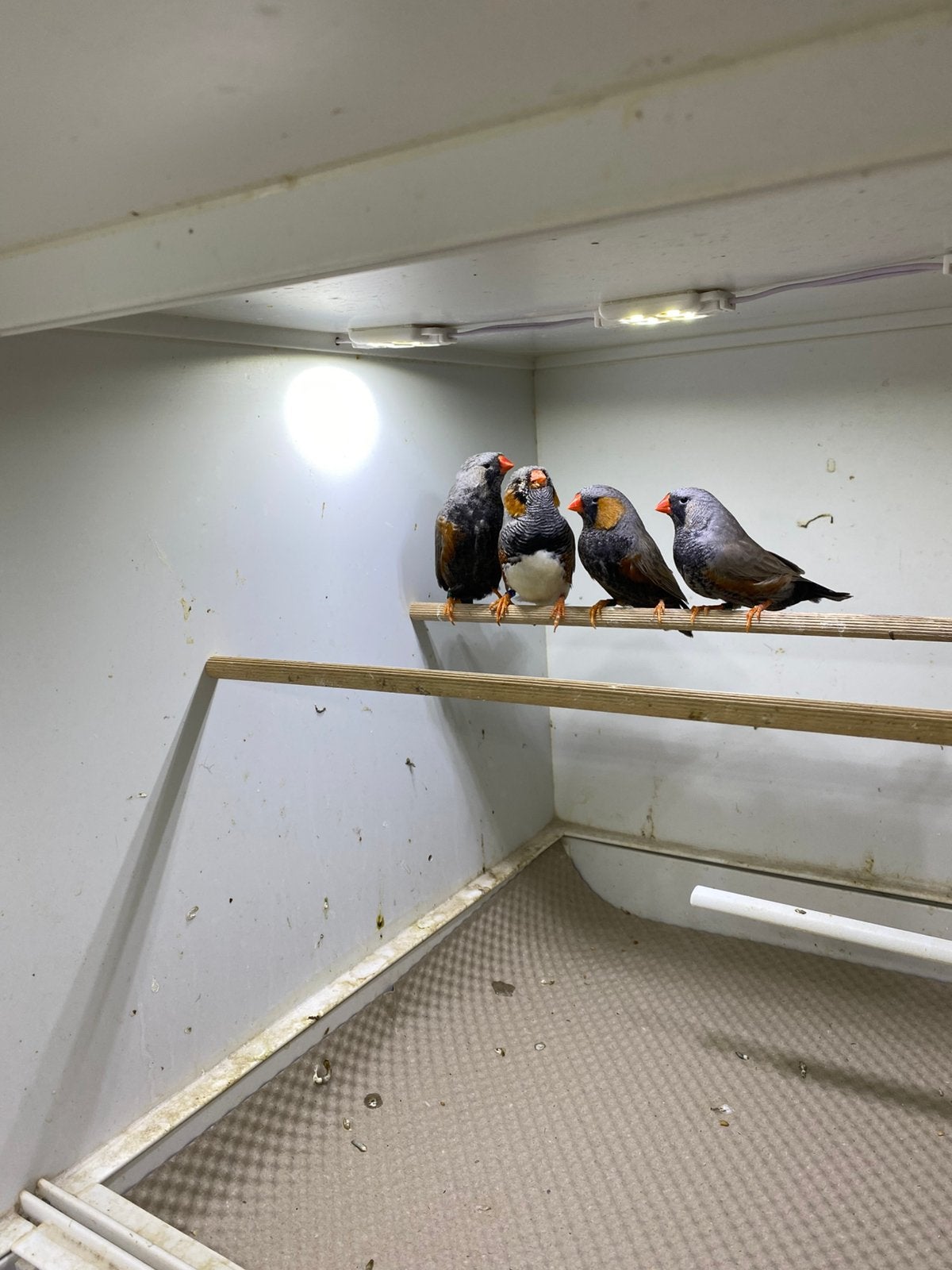Diverse charcoal zebravinken + split charcoal, Meerdere dieren