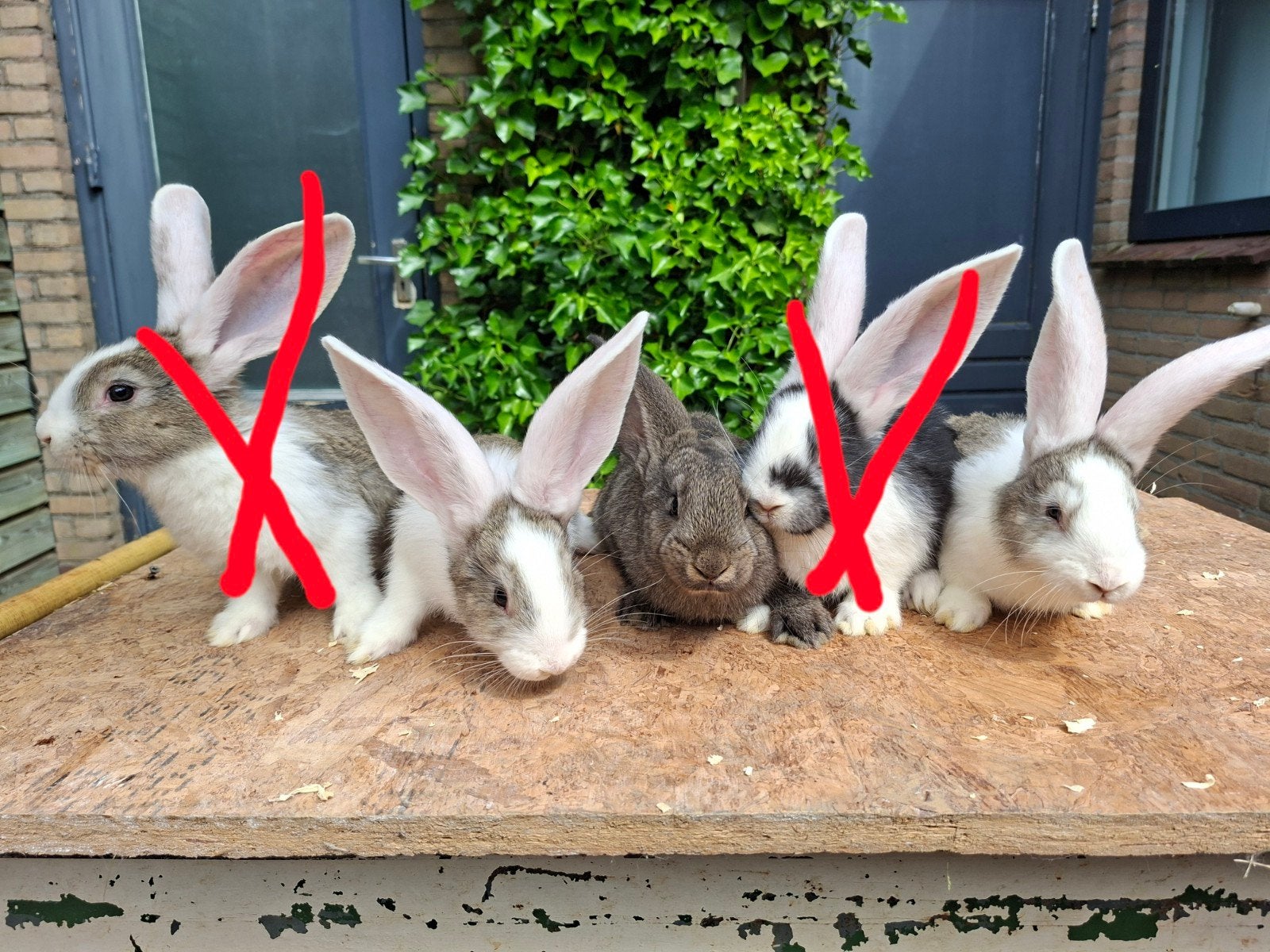 Jonge Duitse Reuzen te koop, Dieren en Toebehoren, Konijnen, Meerdere dieren, Groot, 0 tot 2 jaar