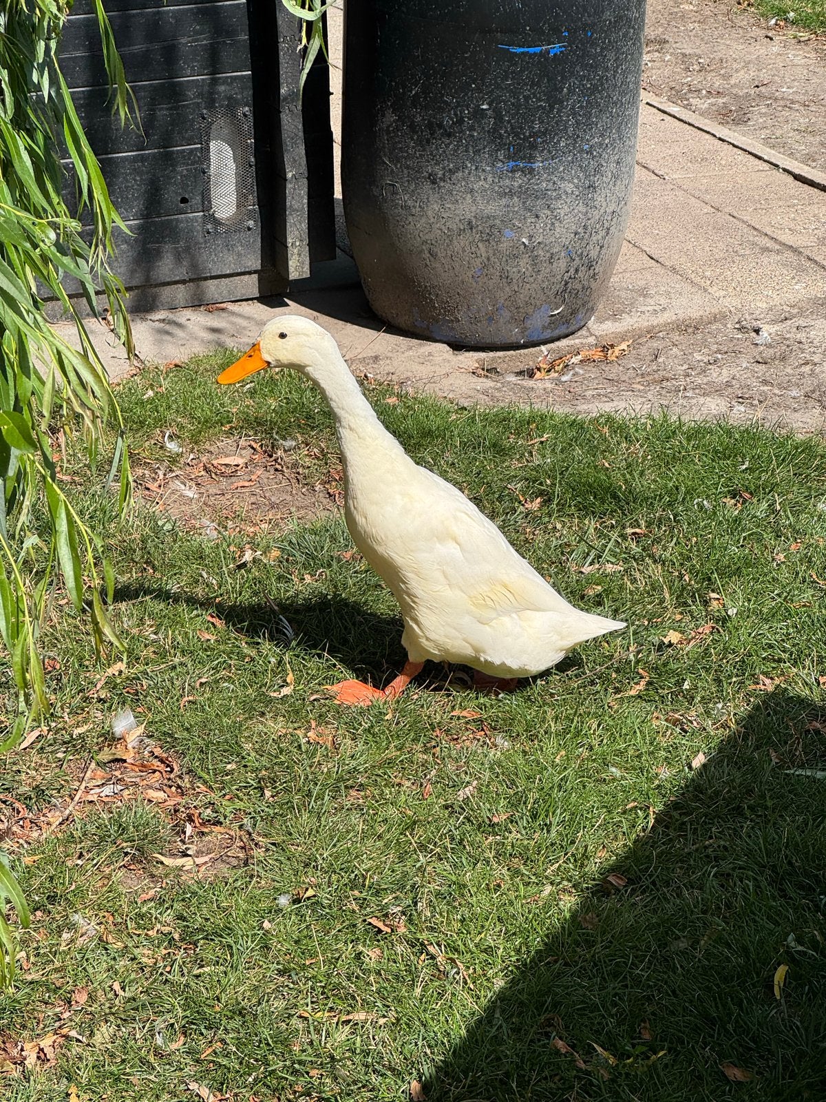 Twee witte woerden indische loopeend, Dieren en Toebehoren, Pluimvee, Mannelijk, Overige soorten