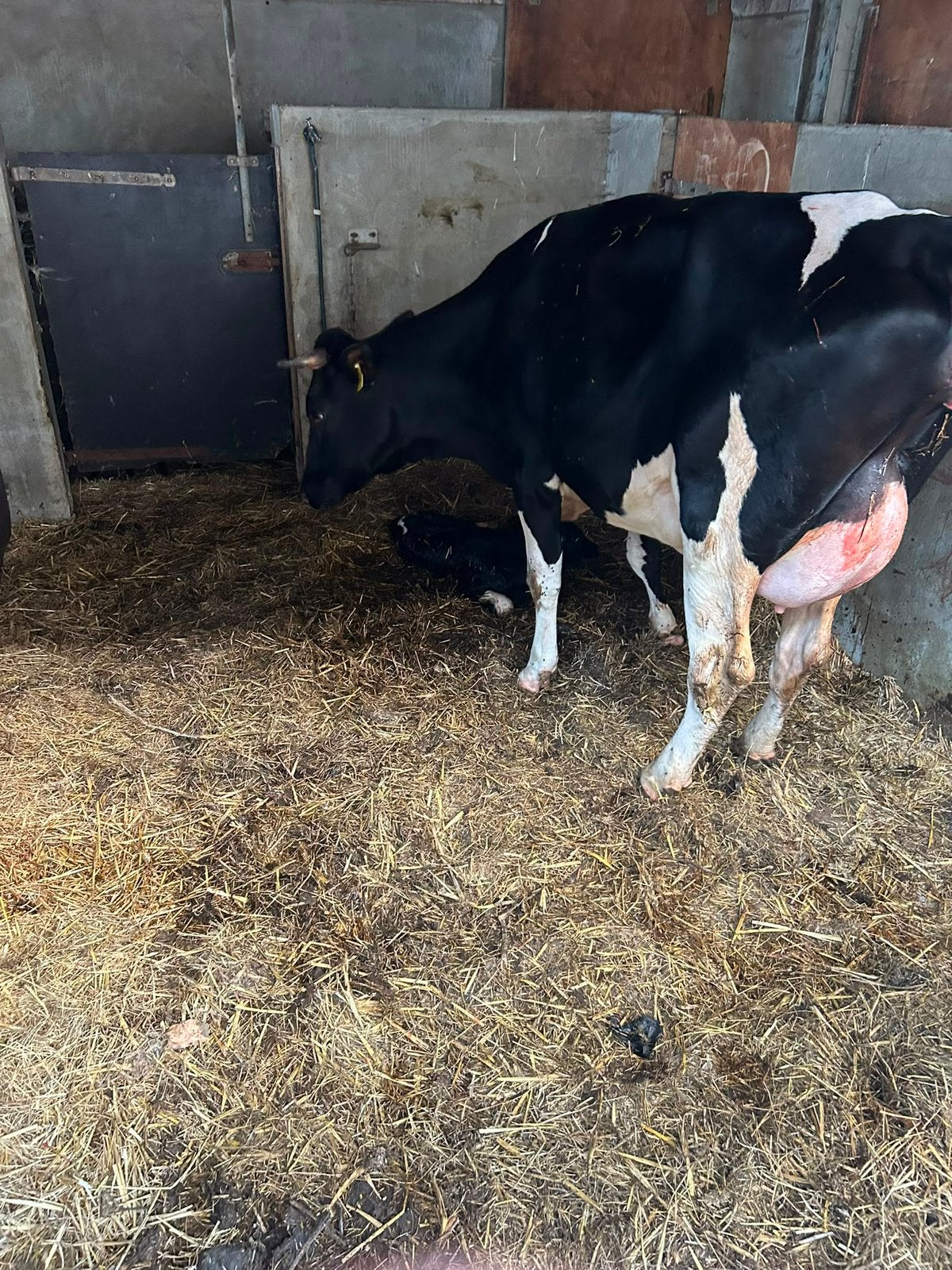 Koe met stierkalf, Meerdere dieren, 0 tot 2 jaar