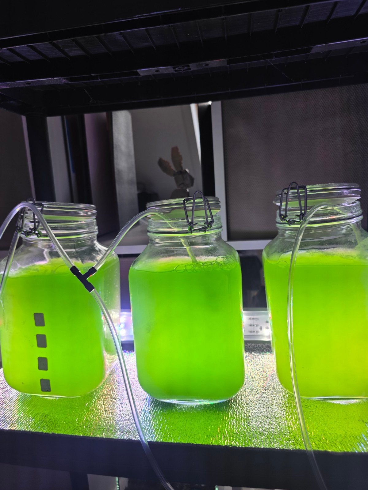 Phytoplankton tetraselmis, Dieren en Toebehoren, Ophalen