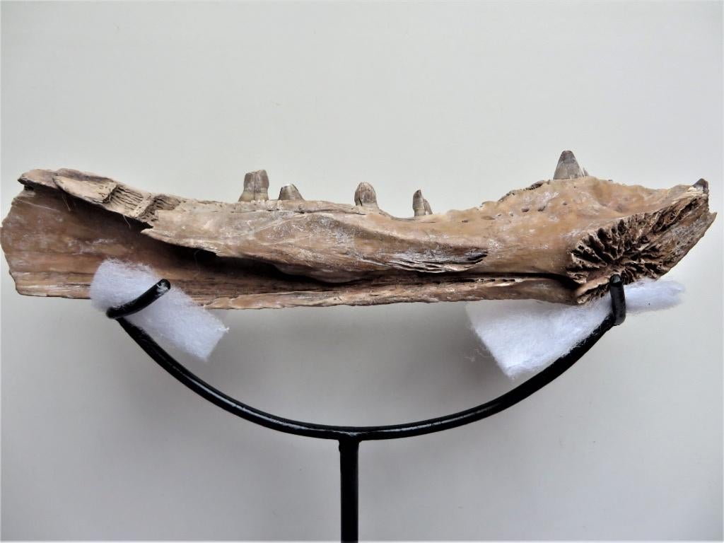 Kaakdeel  krokodil, Verzamelen, Mineralen en Fossielen, Fossiel, Ophalen of Verzenden