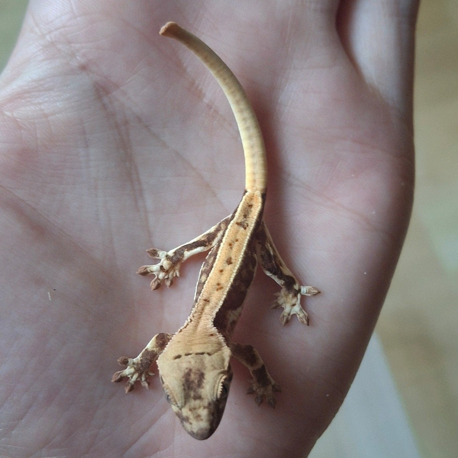 Mooie tricolor lilly white wimpergekko/crested gecko 0.0.1 Crested Gecko photo 5