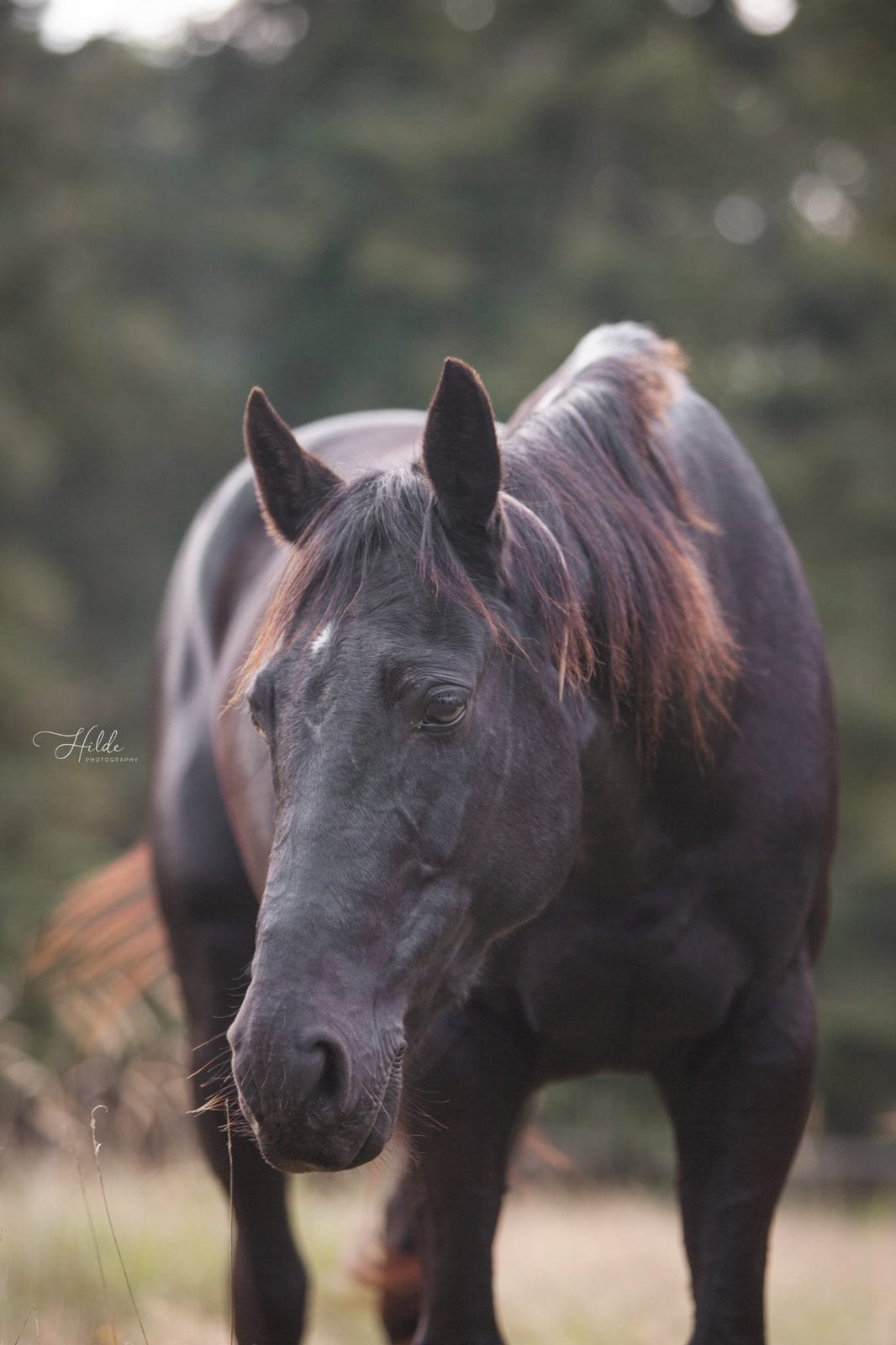 Lieve allround merrie is opzoek naar een nieuw huisje, Merrie, Recreatiepony, 11 jaar of ouder