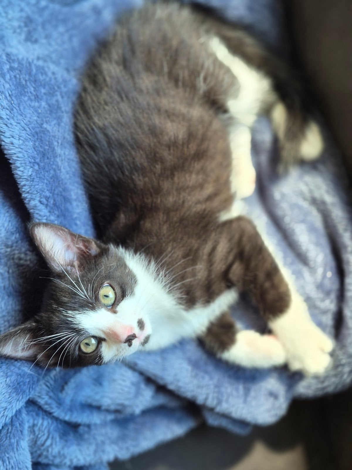 Nog 1 lief poesje te koop bijzondere kleur, Dieren en Toebehoren, Katten en Kittens | Overige Katten, Poes