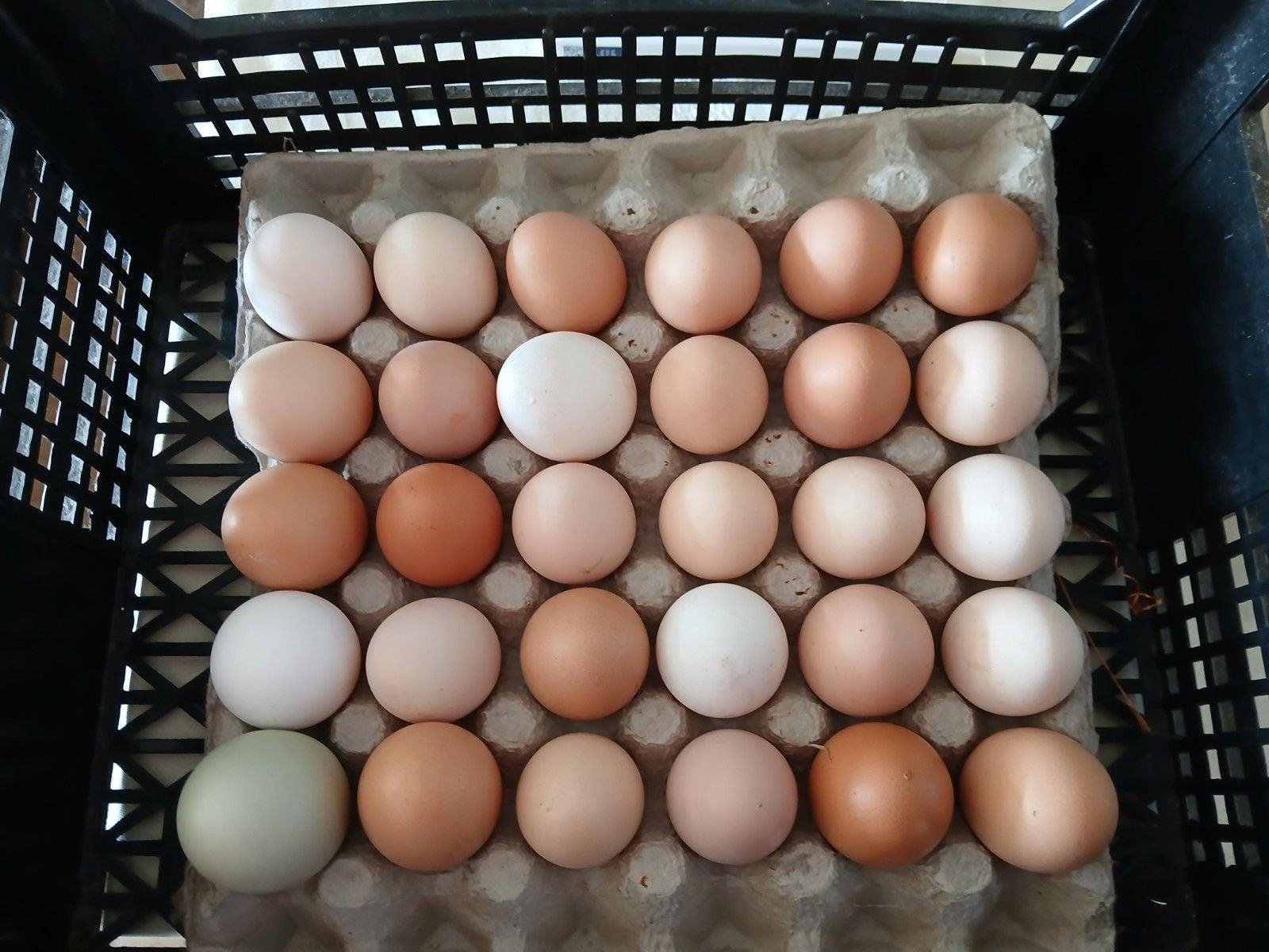 biologische lekkere kippen eieren te koop, Ophalen