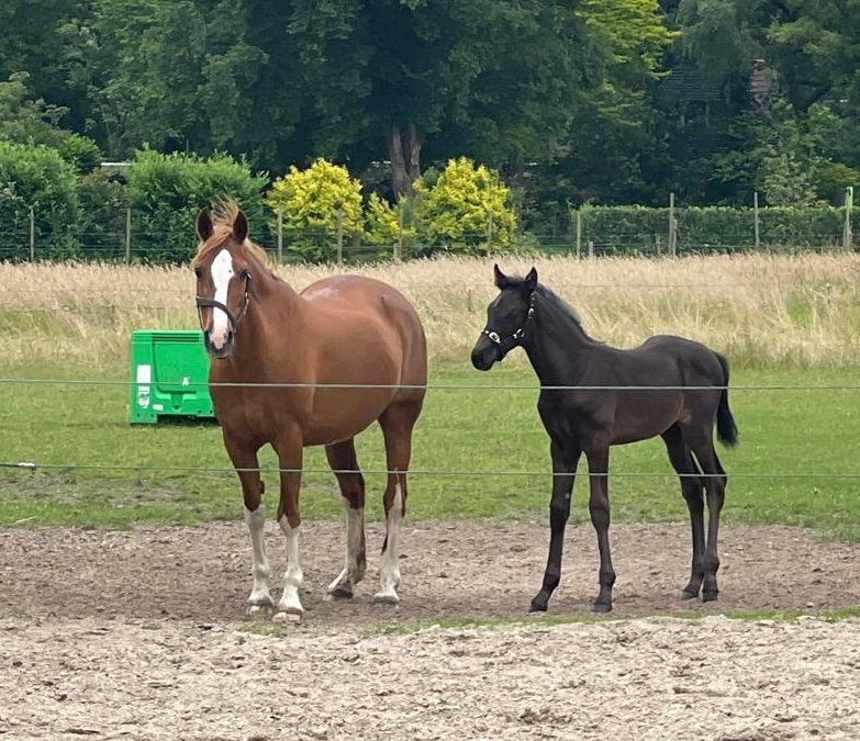 Opfok hengstveulen, Opfok, 1 paard of pony