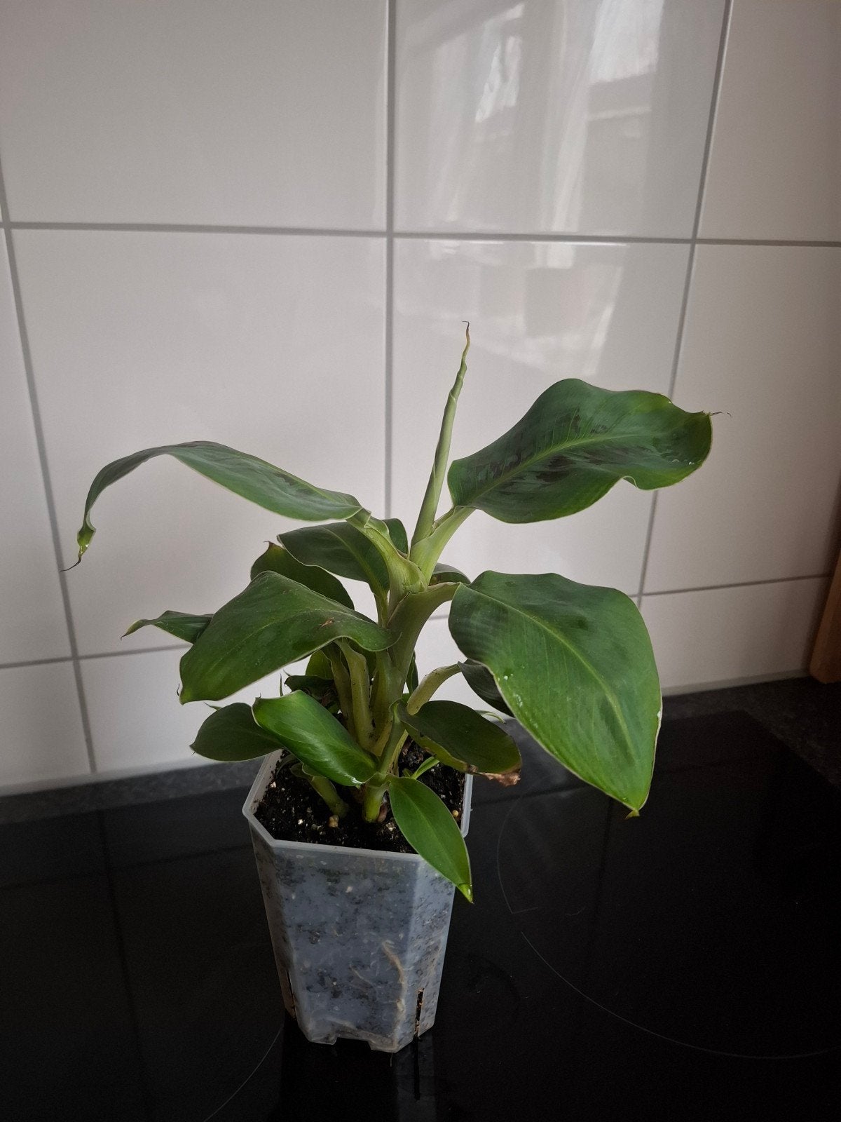 Musa Bananenplant, Ophalen of Verzenden, Halfschaduw, Minder dan 100 cm