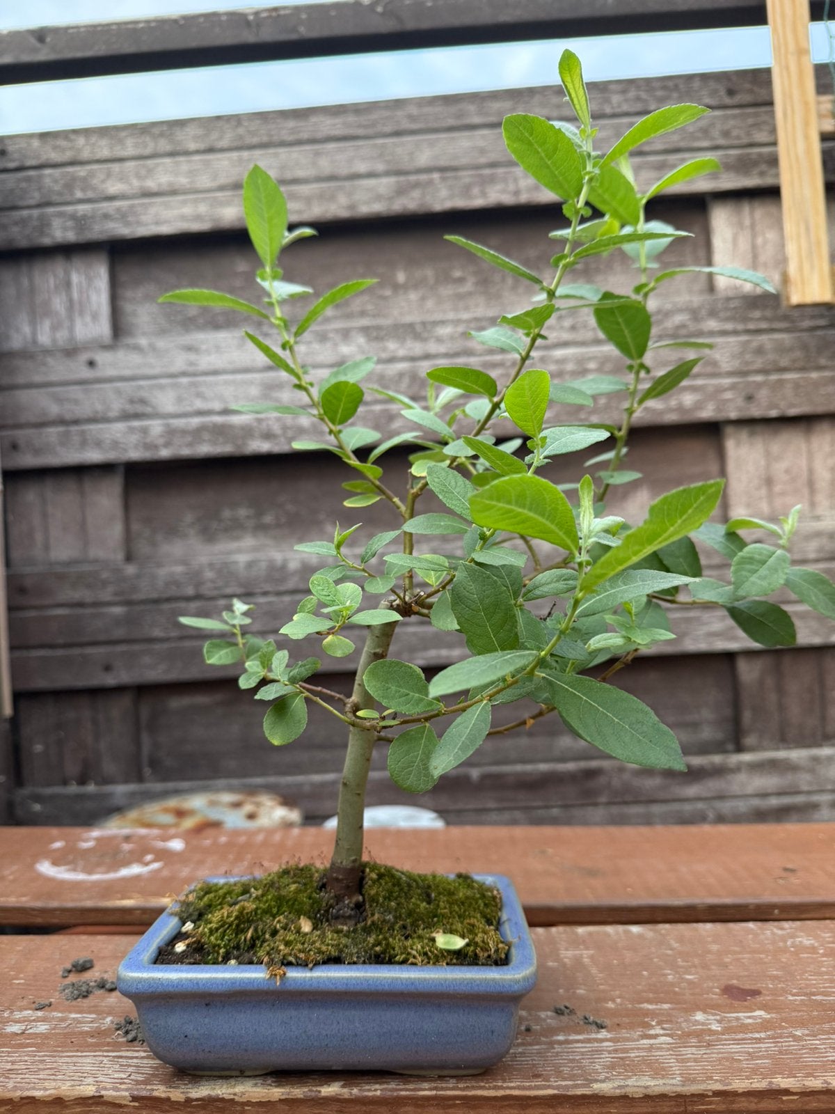 Wilg, salix bonsai, Bloeit niet, Overige soorten, Minder dan 100 cm, Ophalen