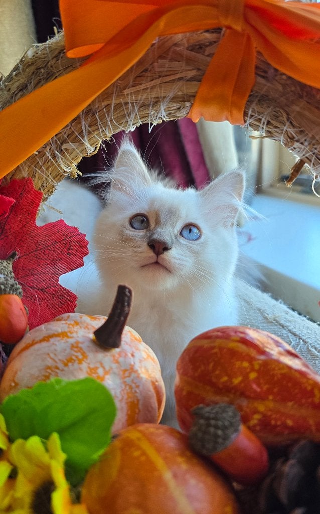 Ragdoll kittens met vleugje maine coon, Dieren en Toebehoren, Kater, Gechipt, 0 tot 2 jaar