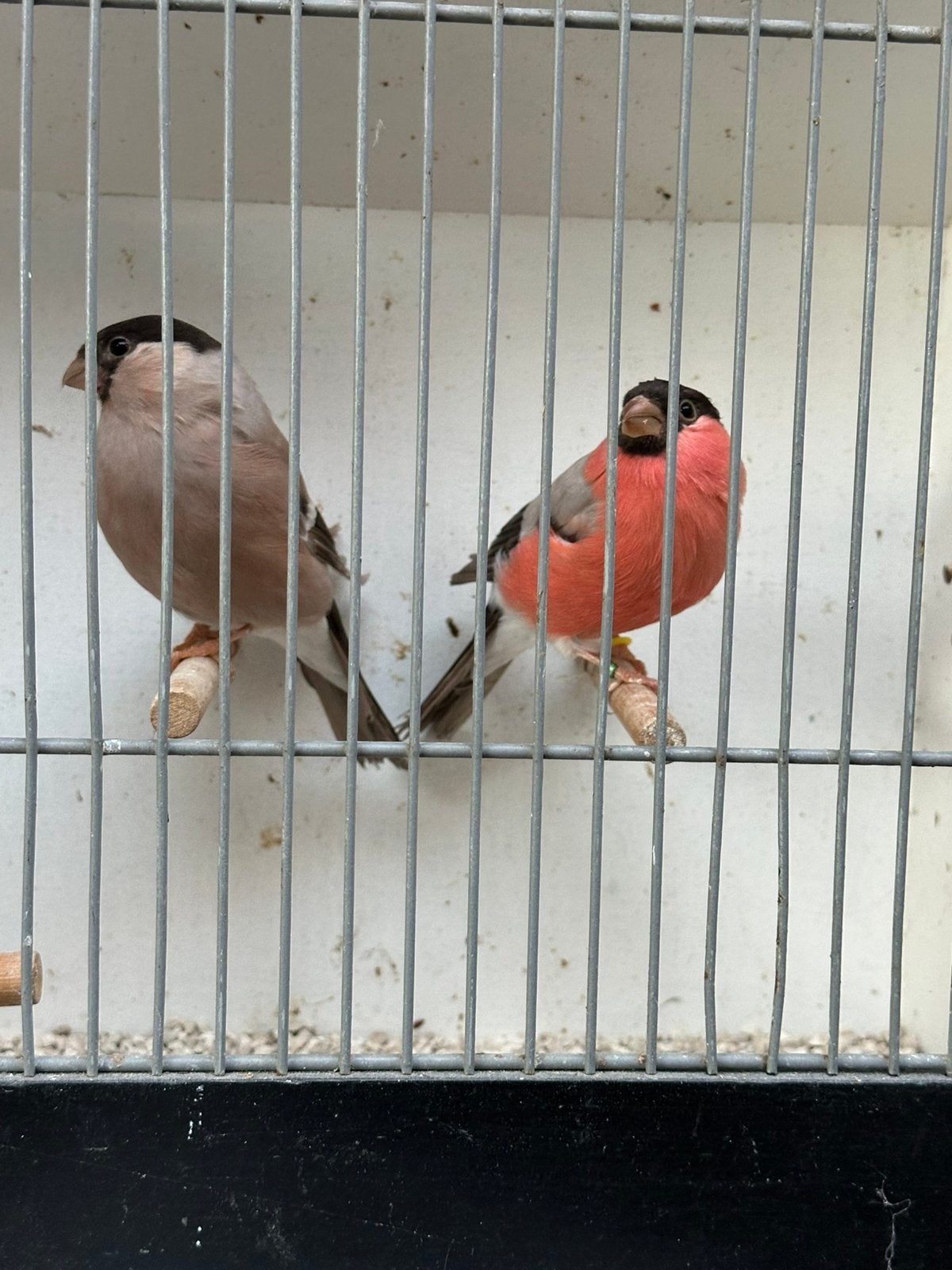 Koppel noordse goudvinken bruin, Dieren en Toebehoren, Meerdere dieren