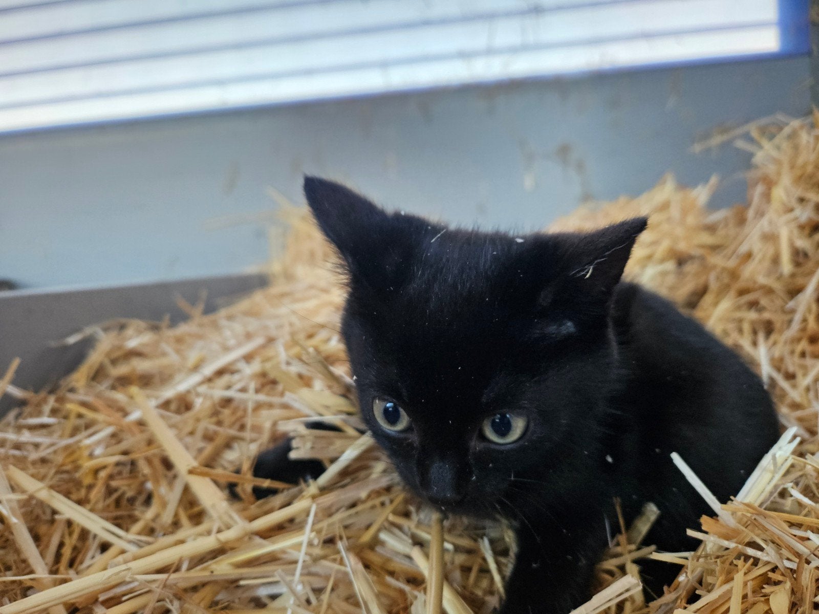 Kittens, Dieren en Toebehoren, Meerdere dieren, Kortharig, 0 tot 2 jaar