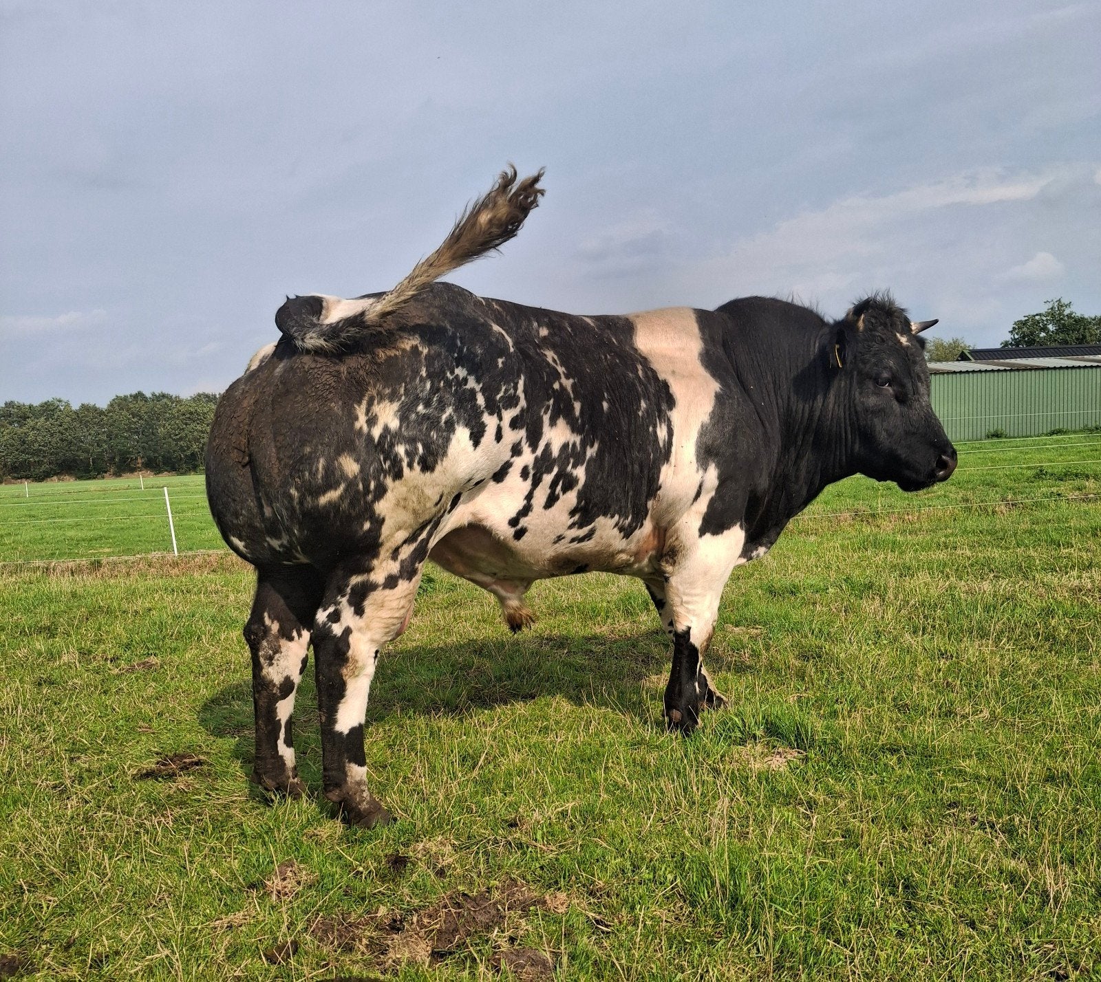 Bbl dikbil stier te koop