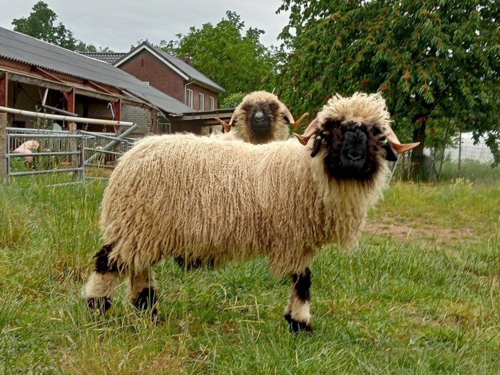 Walliser Schwarznase dekram ARR/ARR, Dieren en Toebehoren, Schapen, Geiten en Varkens, Mannelijk, Schaap, 0 tot 2 jaar