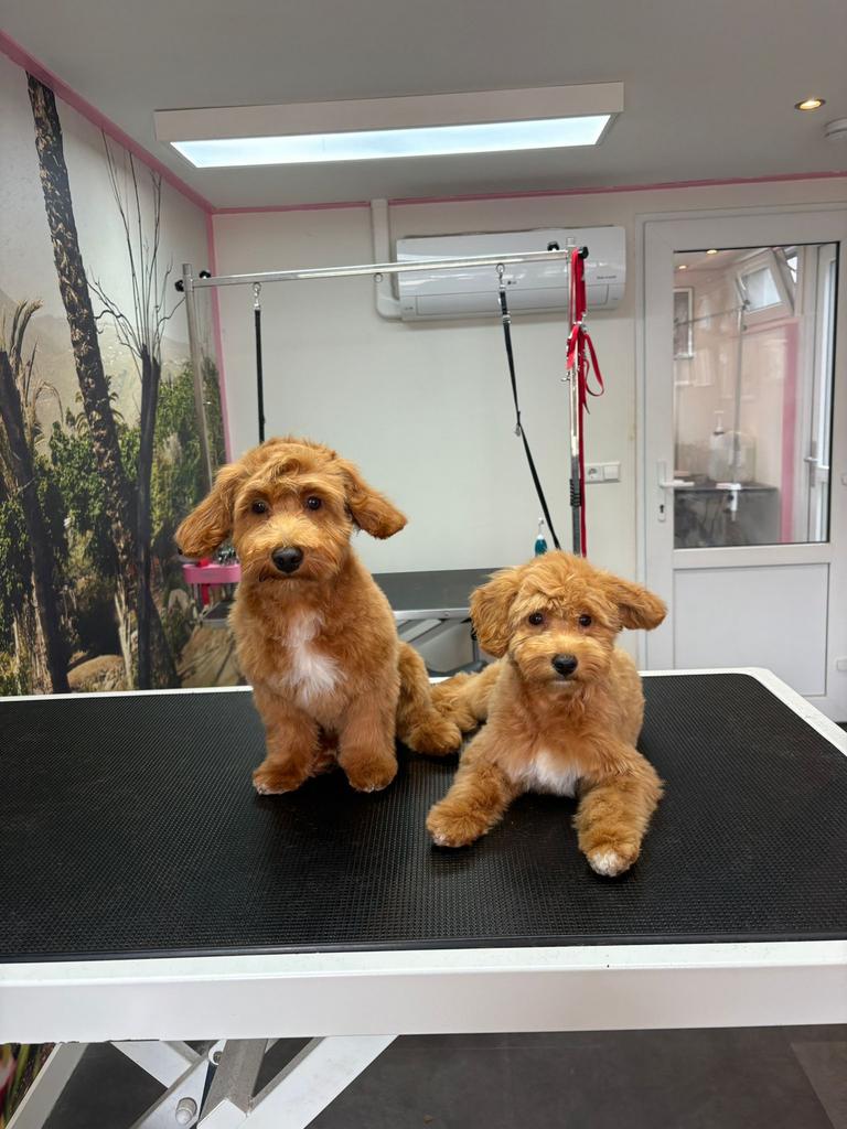 Oppas voor 2 mini maltipoo’s, Dieren en Toebehoren, Ophalen of Verzenden, Zo goed als nieuw