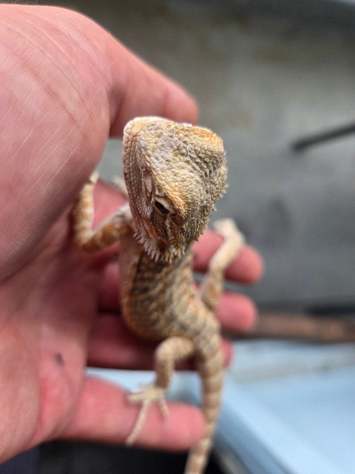 Baardagaam Pogona Vitticeps Red Orange Tiger Bearded Dragon photo 2