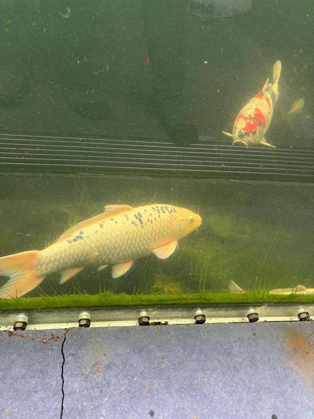 Koi, Dieren en Toebehoren, Vissen | Vijvervissen, Karper of Koi