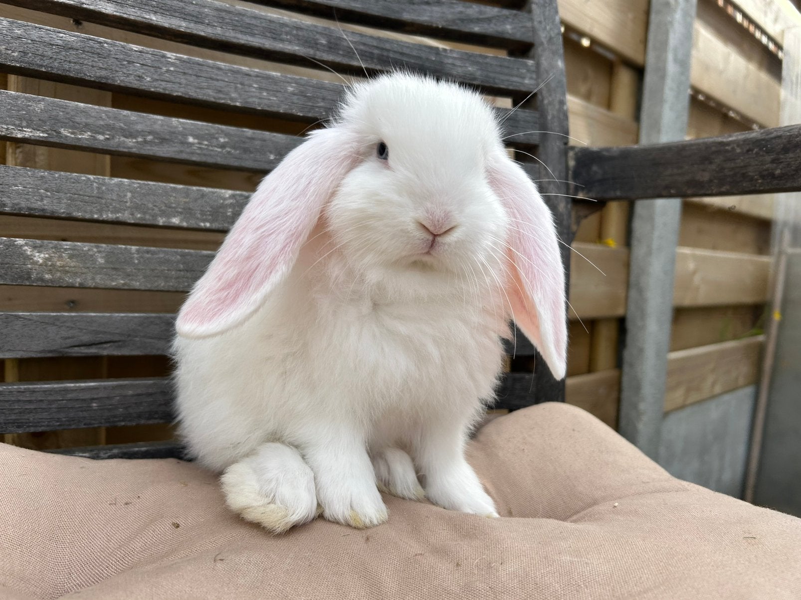 Franse Hangoor voedster wit blauwoog, Dieren en Toebehoren, Konijnen, Vrouwelijk, Groot, Hangoor, 0 tot 2 jaar