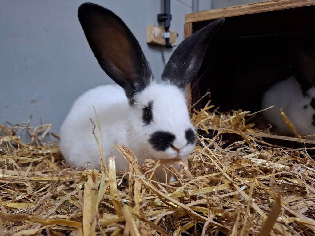 Gezonde Lotharinger konijnen TE KOOP, Dieren en Toebehoren, Konijnen, Meerdere dieren, Groot, 0 tot 2 jaar