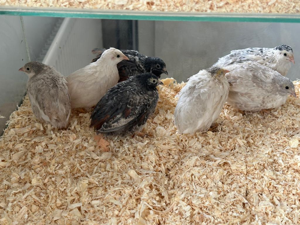 Prachtige Chinese Dwergkwartels – Jong & Diverse Kleuren, Dieren en Toebehoren, Pluimvee, Meerdere dieren, Overige soorten