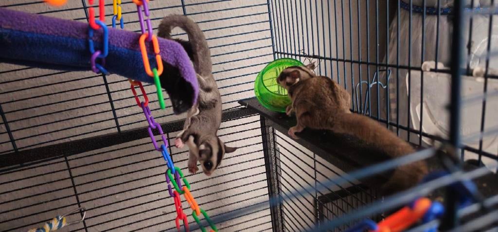 Sugar glider, Ophalen of Verzenden
