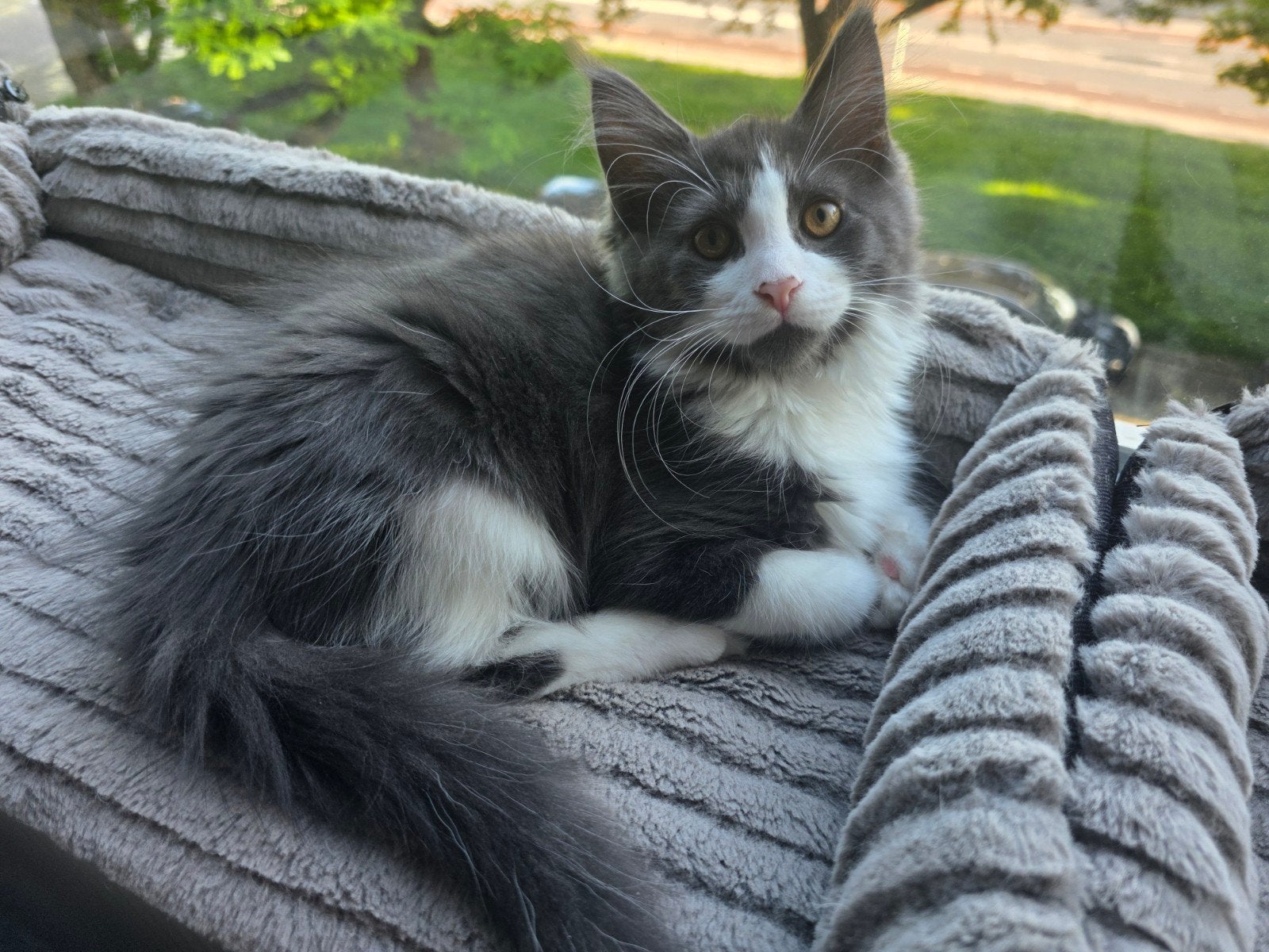 Maine coon kittens, Meerdere dieren, Gechipt